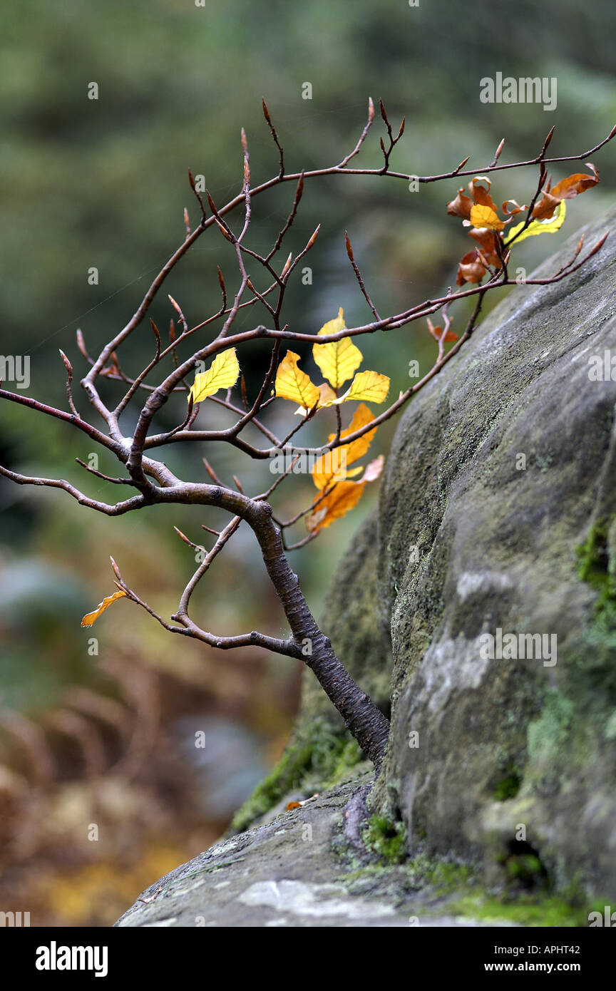 Hêtre Fagus sylvatica en automne en Angleterre Wakehurst Banque D'Images