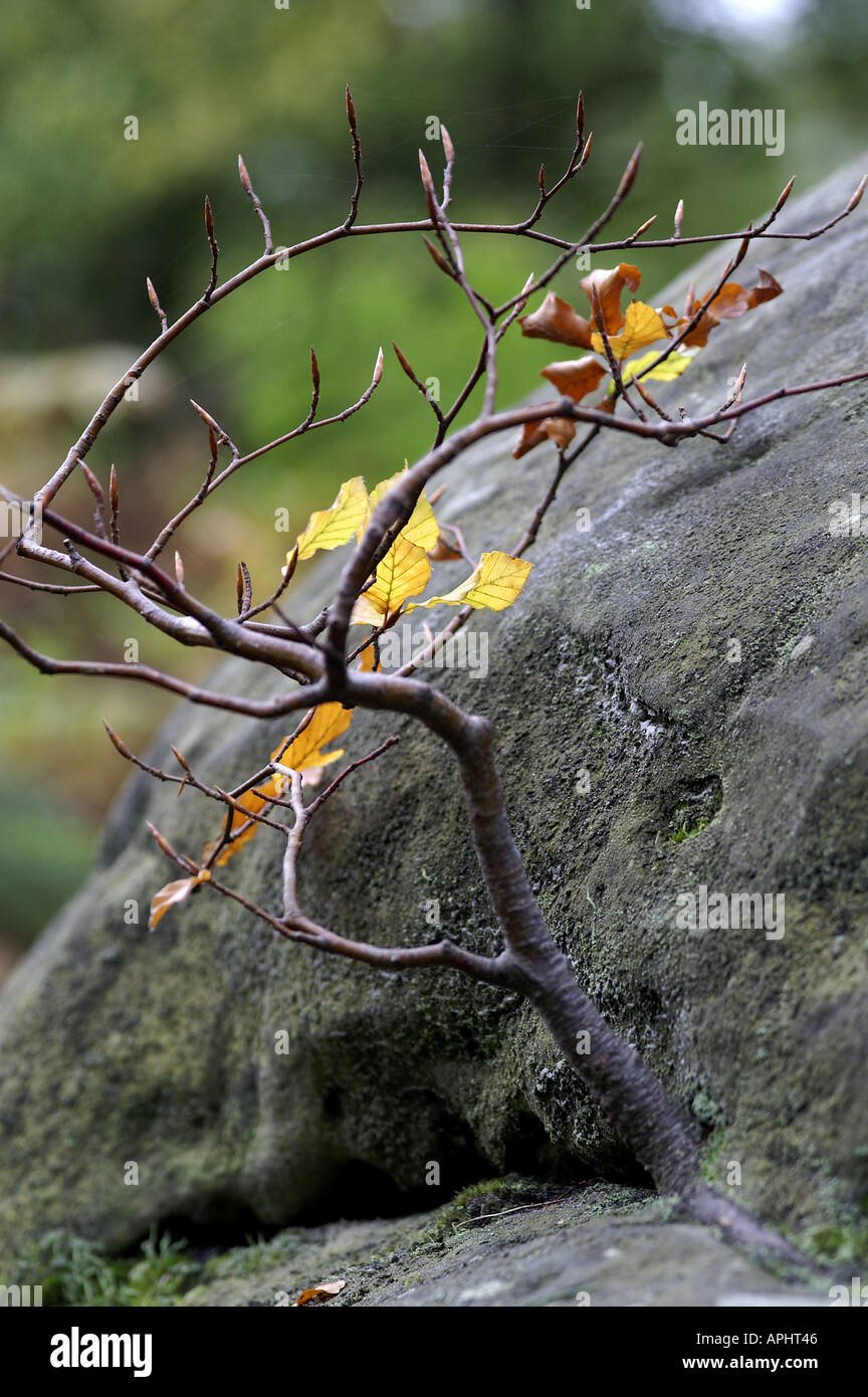 Hêtre Fagus sylvatica en automne en Angleterre Wakehurst Banque D'Images