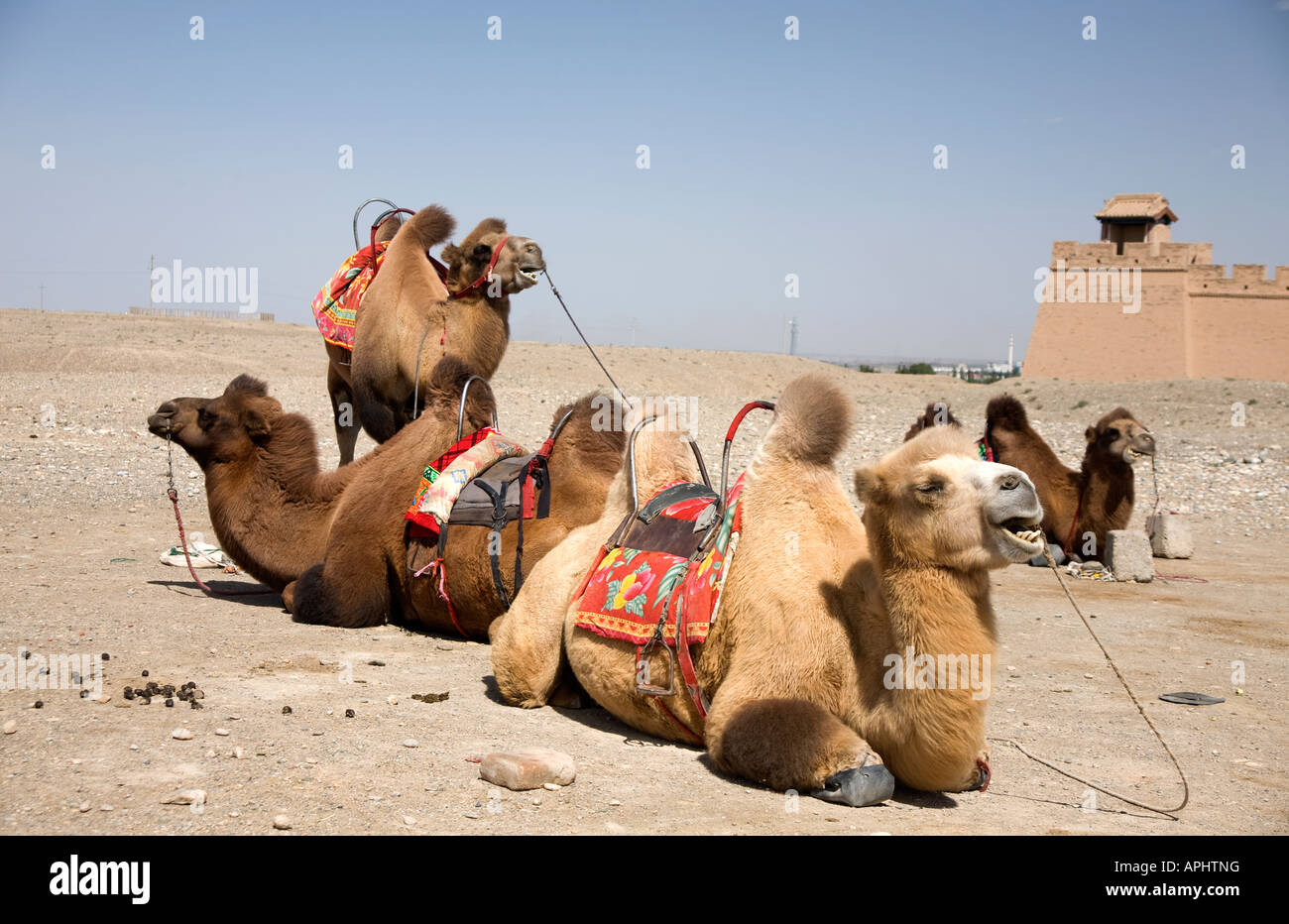 Route de la soie Chine Gansu Provence Route de la soie Camel à grande muraille Jiayuguan Banque D'Images