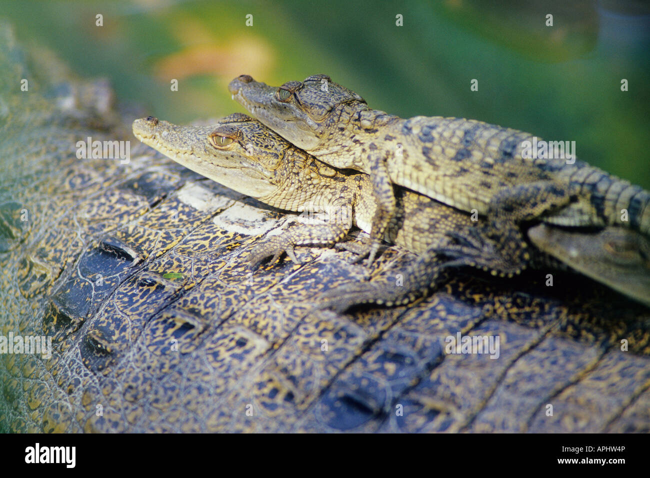 Morelet Bebe Crocodile Crocodylus Moreletii Du Retour Sur Les Meres Belize Photo Stock Alamy