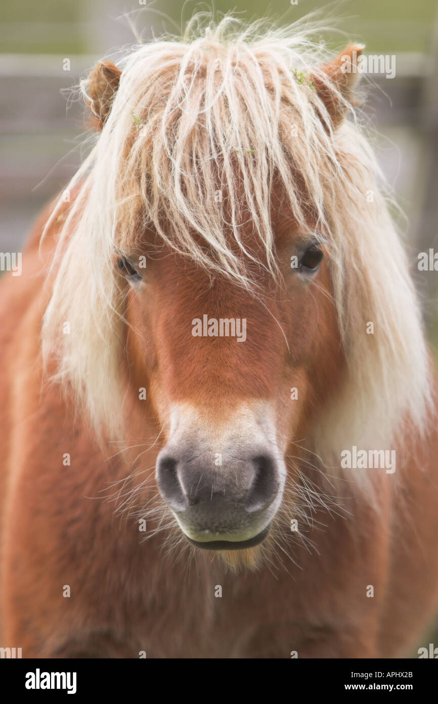 Visage complet d'un poney Shetland. Banque D'Images