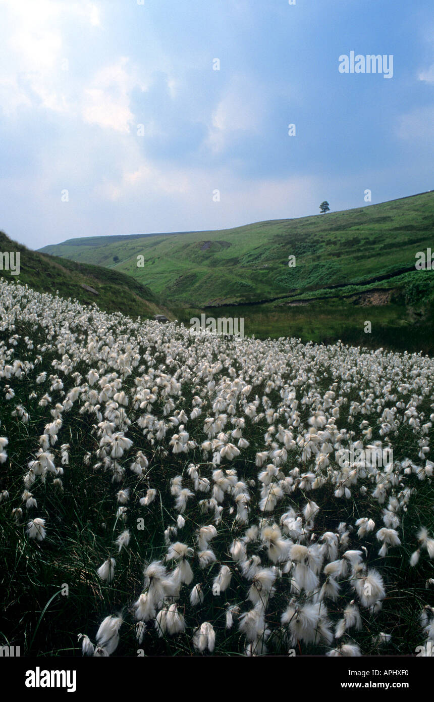 Des plants de coton dans le Peak District UK Banque D'Images