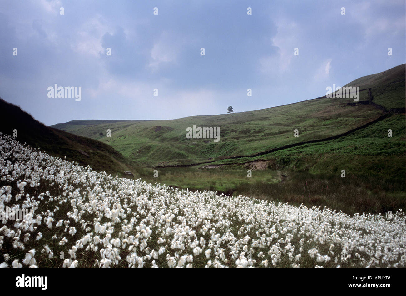 Des plants de coton dans le Peak District près de Buxton, UK Banque D'Images