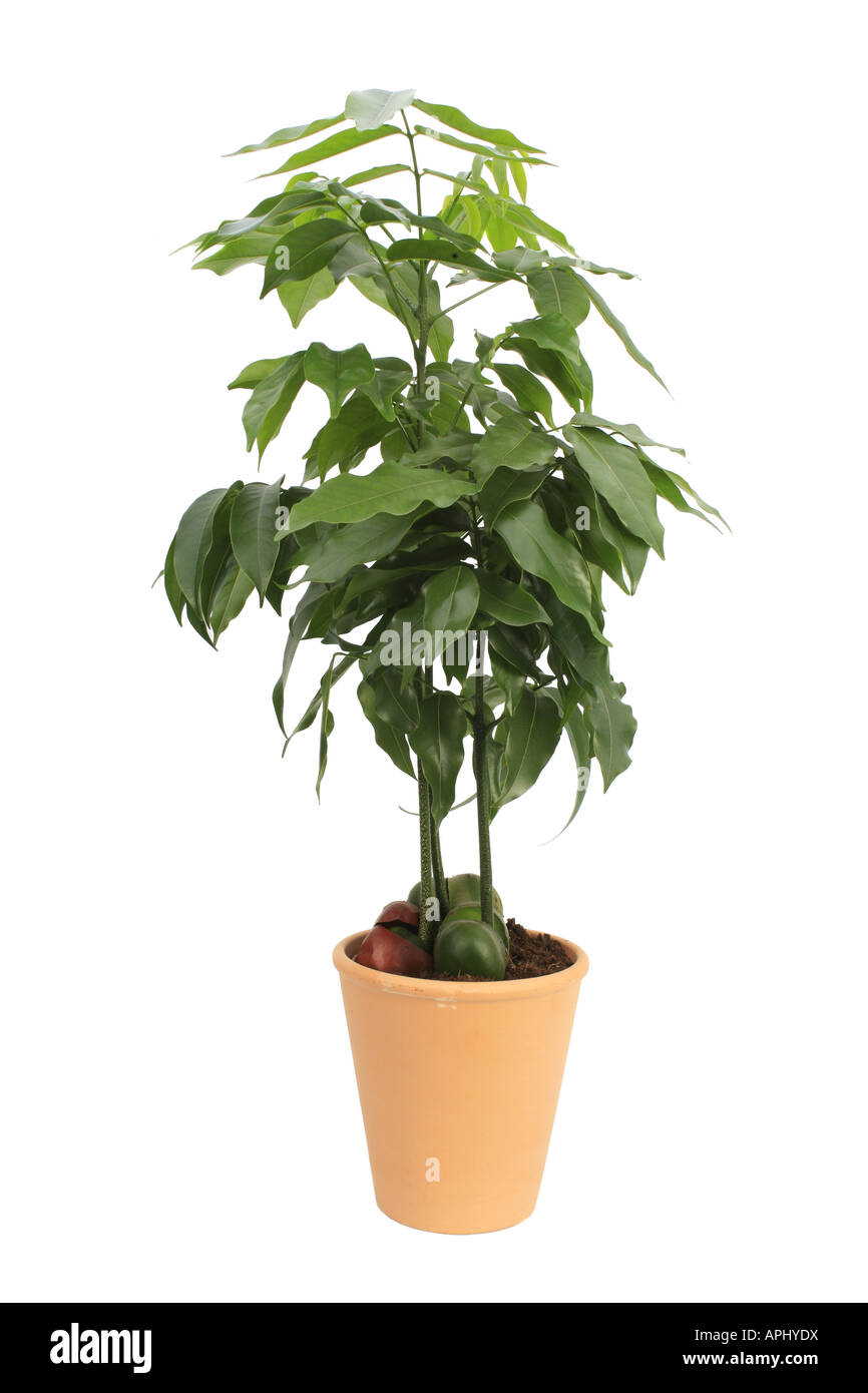 Moreton Bay Haricots noirs Marron moyen Castanospermum australe arbre trois jeunes plantes dans un pot d'orange Banque D'Images