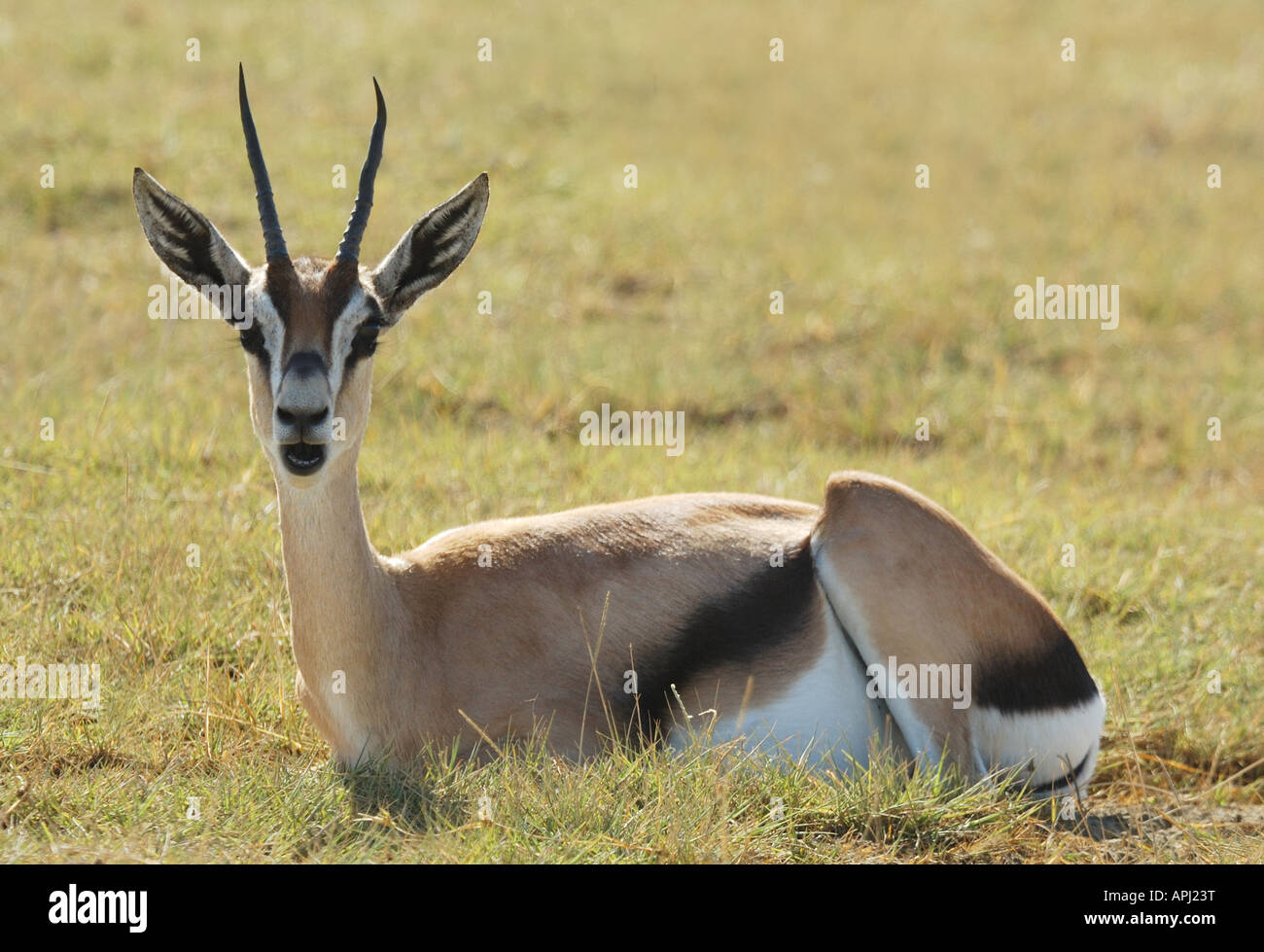 La gazelle de Grant femelle assis dans l'herbe au Parc National du lac Nakuru, Kenya Banque D'Images