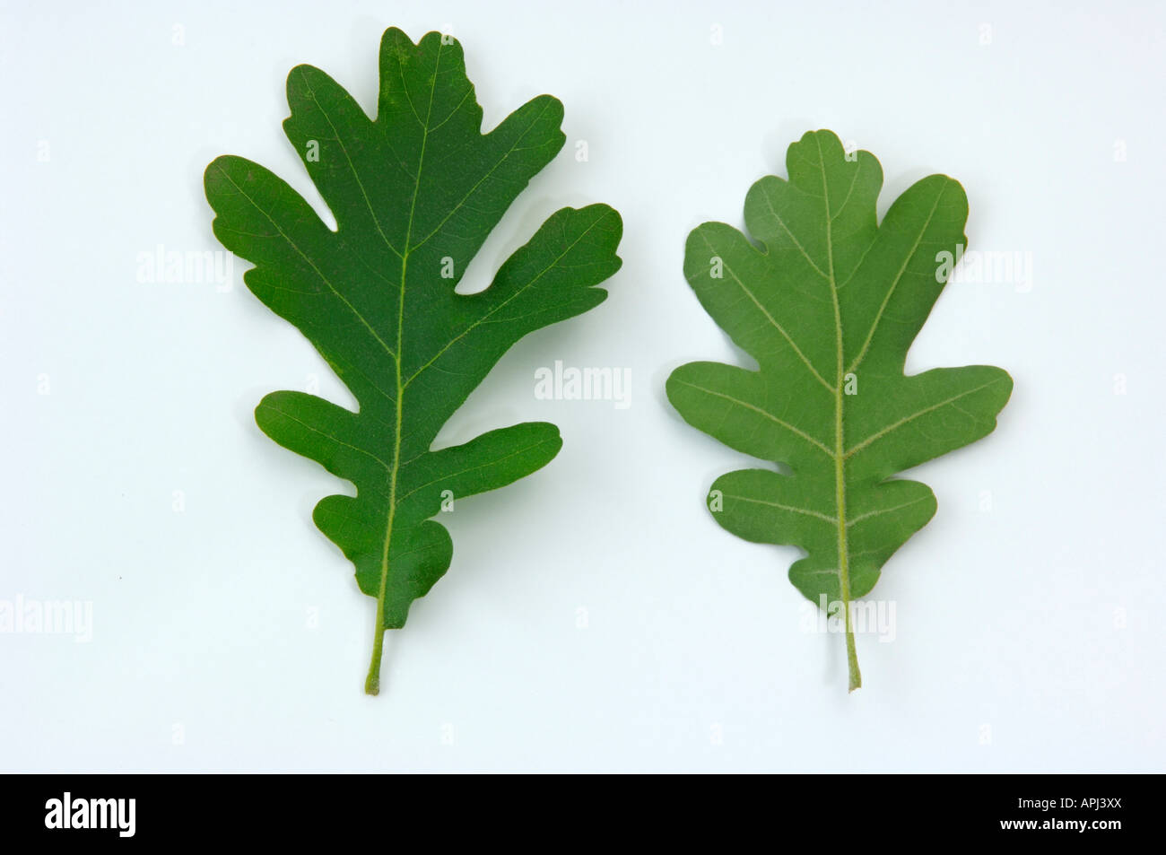 Chêne Le Chêne pubescent (quercus pubescens) deux feuilles sur le côté gauche de l'avant en arrière sur le côté droit Banque D'Images