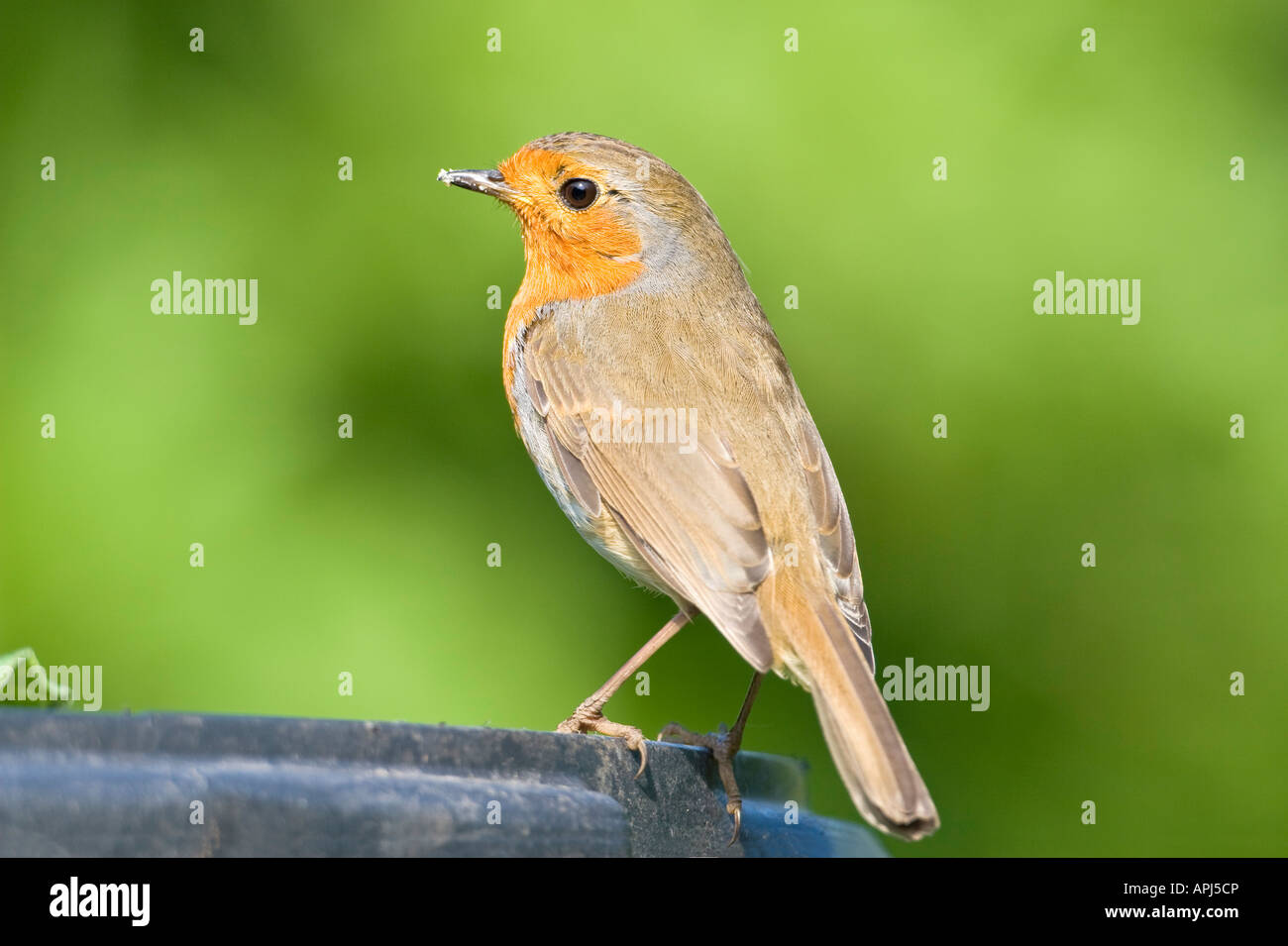 'Robin Erithacus rubecula aux abords' Banque D'Images