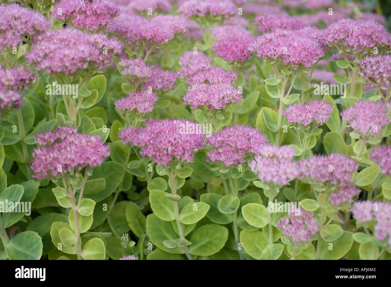 Usine à glace stonecrop Sedum spectabile famille des crassulaceae originaire de Chine et de Corée Banque D'Images