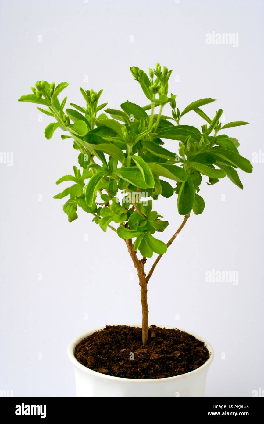 Sweet herb Stevia rebaudiana Banque D'Images