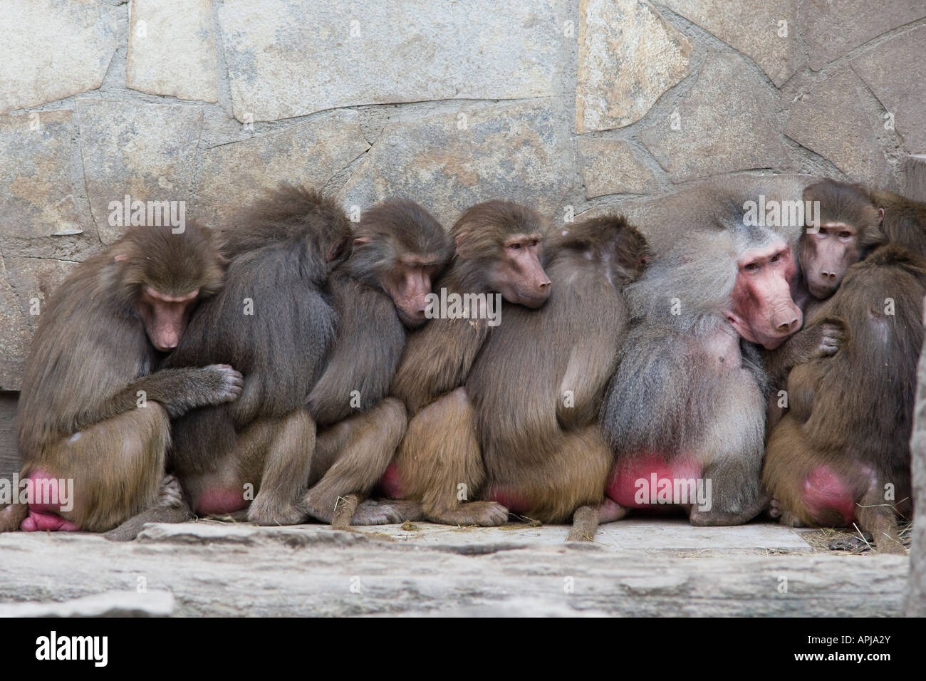 Groupe dense de babouins Papio hamadryas Banque D'Images