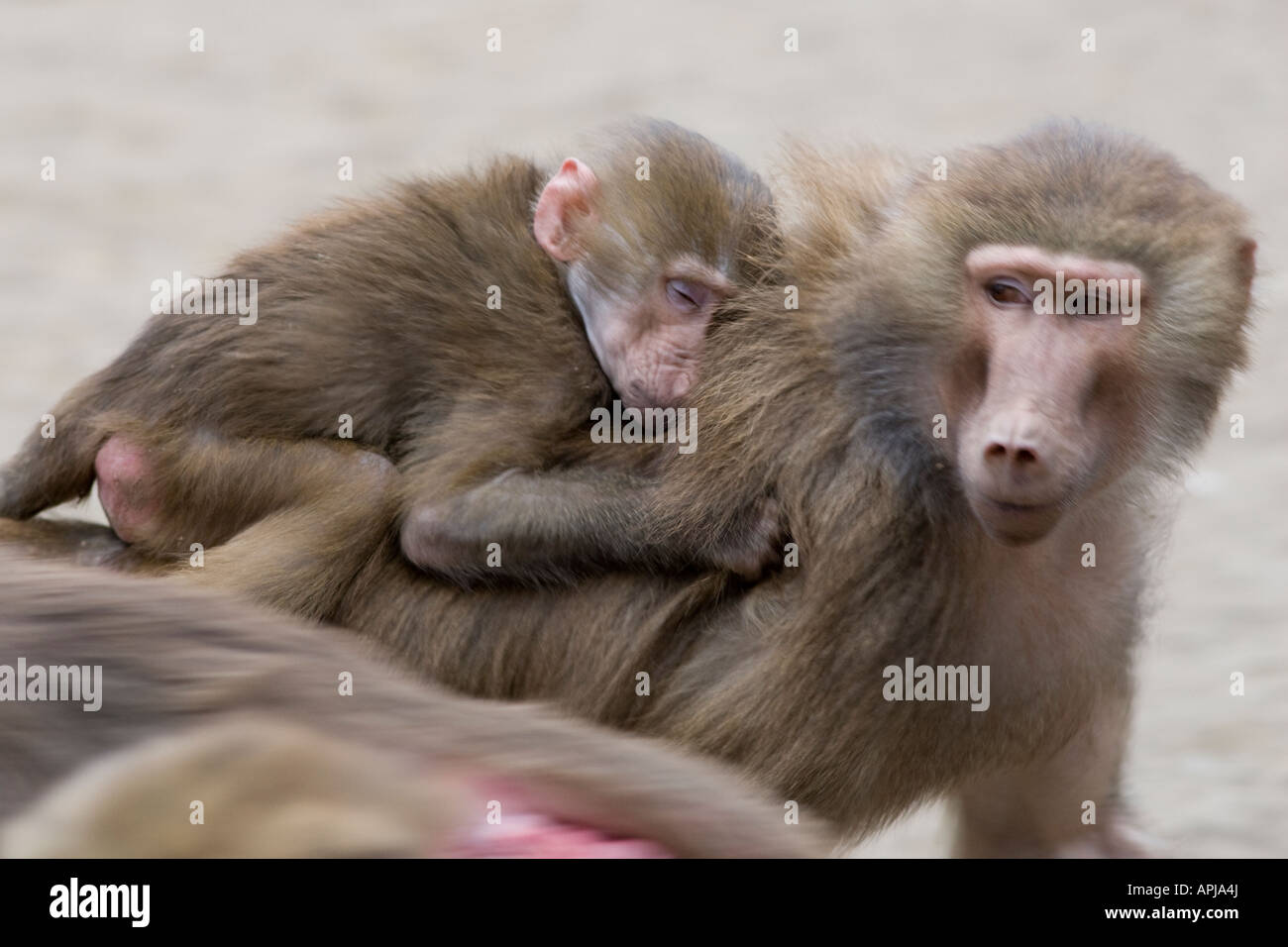 Les babouins Papio hamadryas la mère et l'enfant en cours d'exécution Banque D'Images