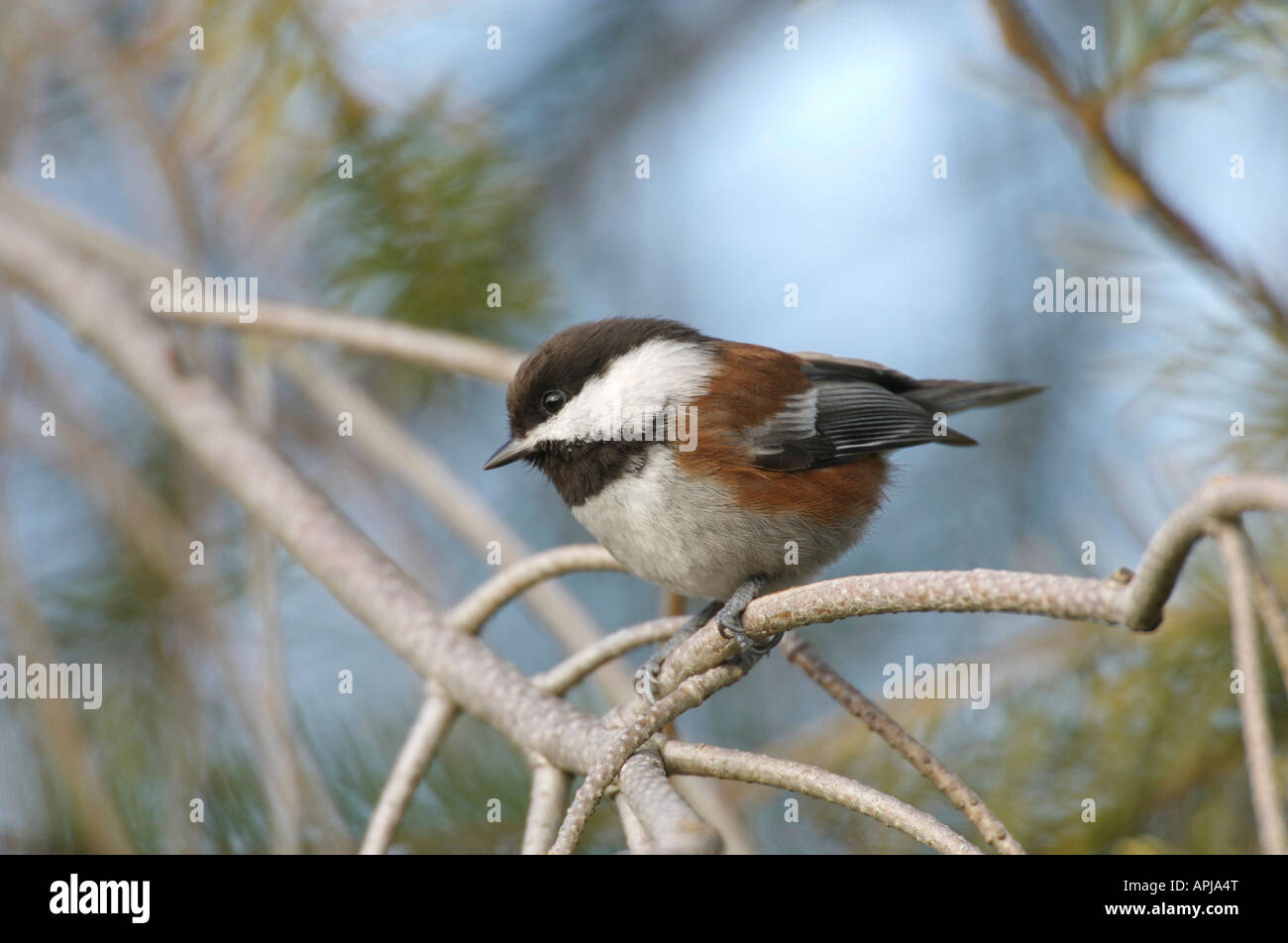 Mésange à tête brune (Poecile adossés châtaignier rufescens) Parksville British Columbia Canada Banque D'Images