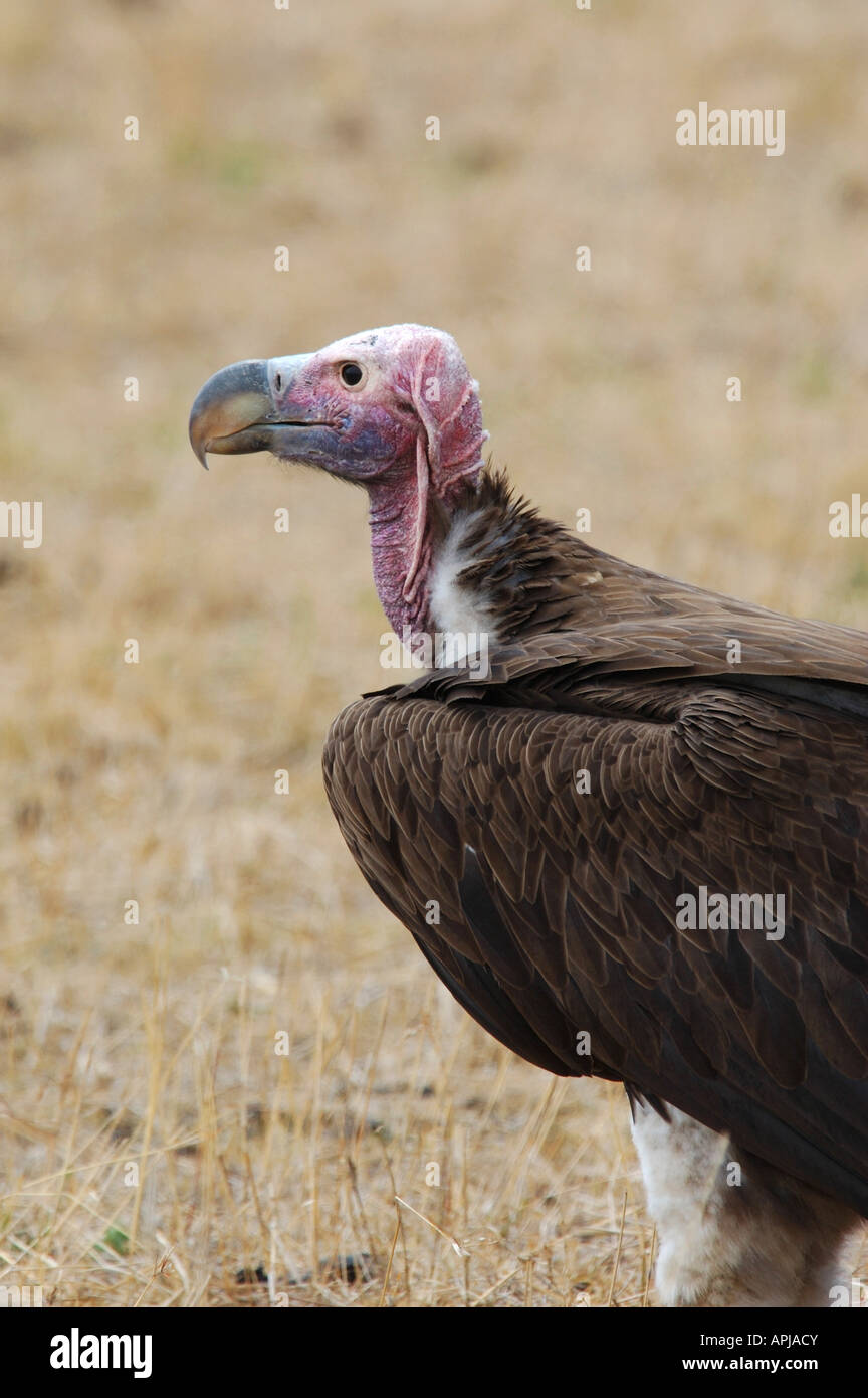 Coprin micacé (Torgos micaceus) dans le Masai Mara, Kenya Banque D'Images