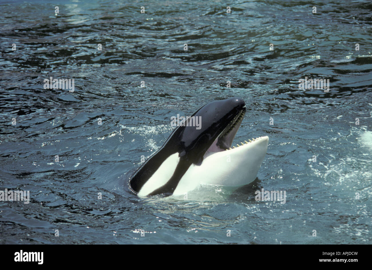 Espèces CANADA Colombie-Britannique Orca d'Orques passant de l'action de l'eau seules actions espèces antarctiques Ant Banque D'Images