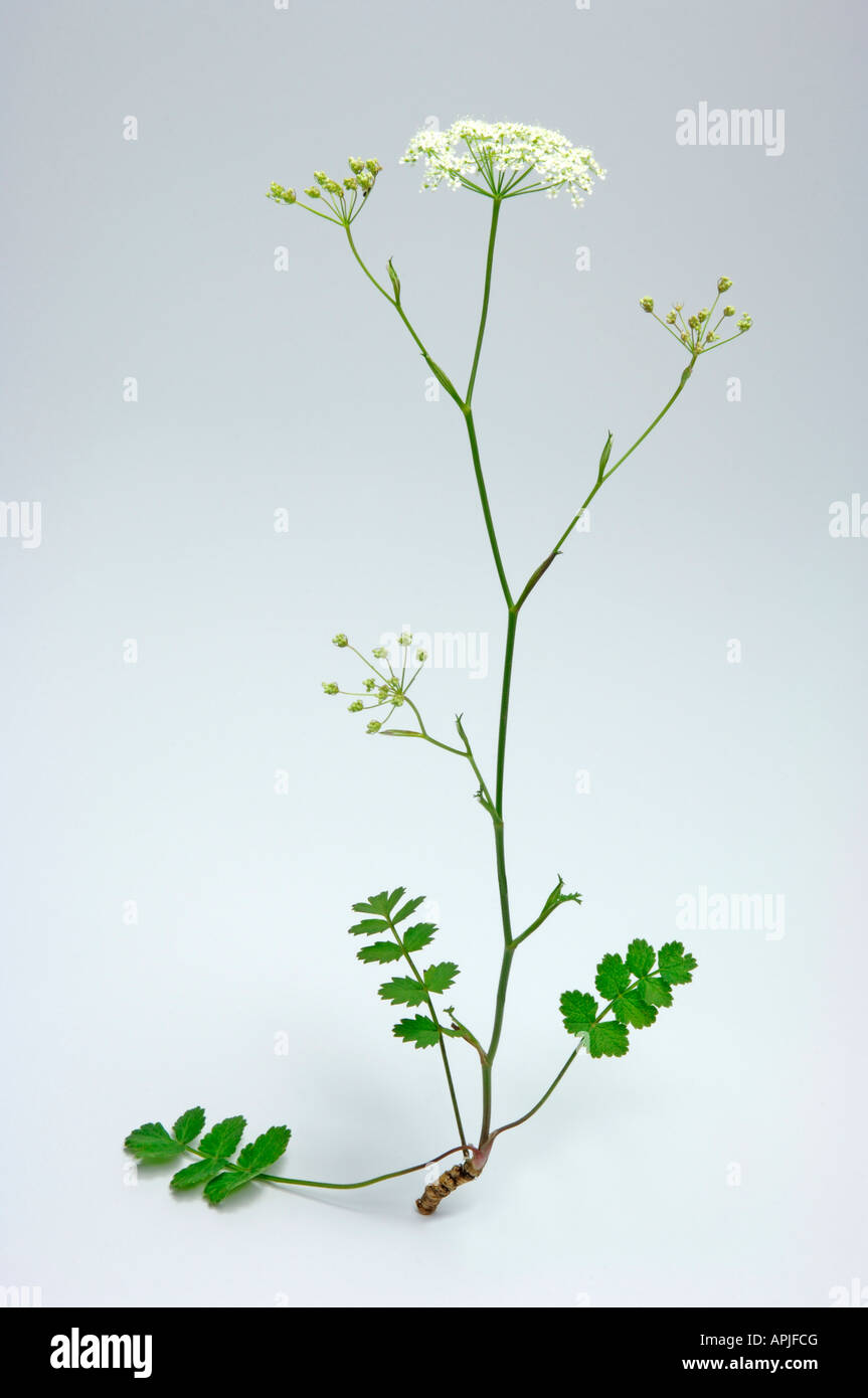 Boucage Saxifrage (Pimpinella saxifraga), plante à fleurs, studio photo Banque D'Images