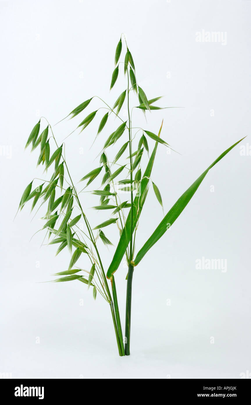 L'avoine commune, Vert l'avoine (Avena sativa), panicules, studio photo Banque D'Images