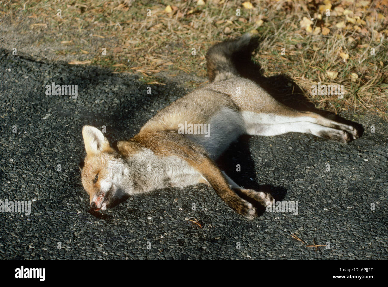 Animaux mort sur la route décédés dans l'accident de la rue accidentellement accidentel animal animaux Purge purge sanglante sang blut bl Banque D'Images