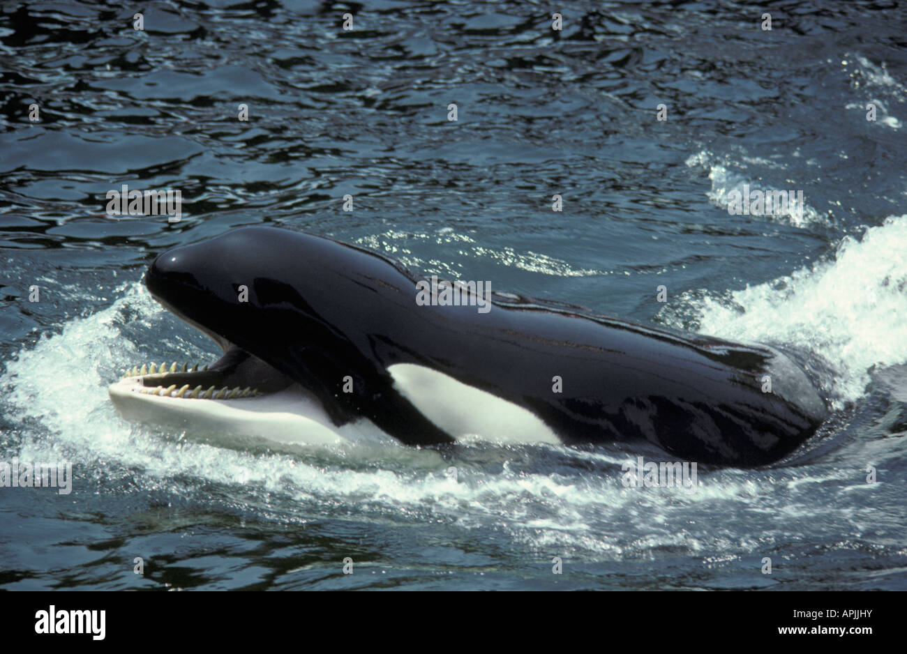 Espèces CANADA Colombie-Britannique Orca d'Orques passant de l'action de l'eau seules actions espèces antarctiques Ant Banque D'Images