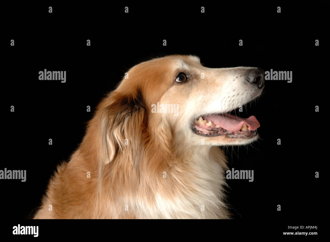 Chien Collie Banque D'Images