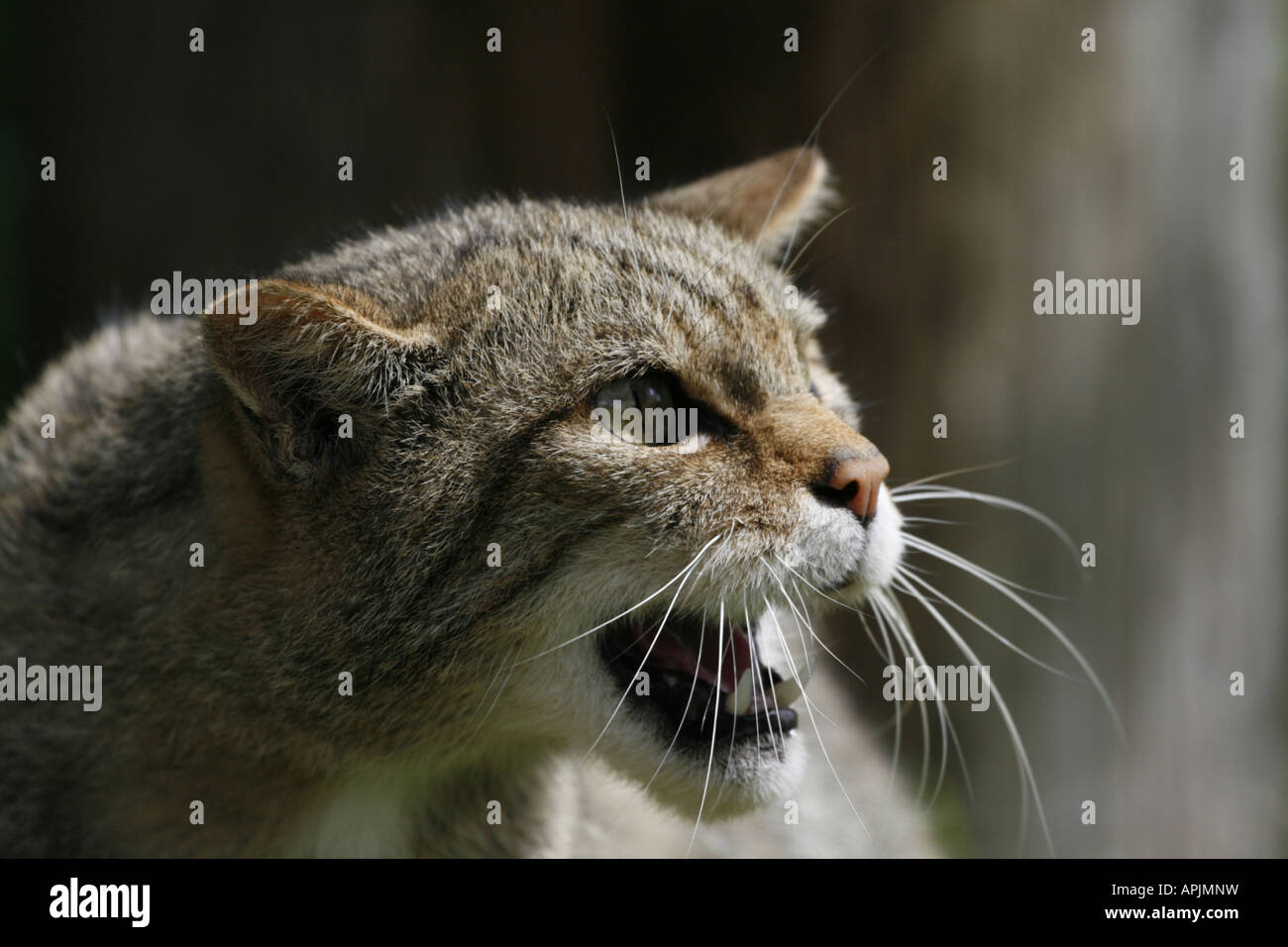 Tête de Chat Sauvage écossais Banque D'Images