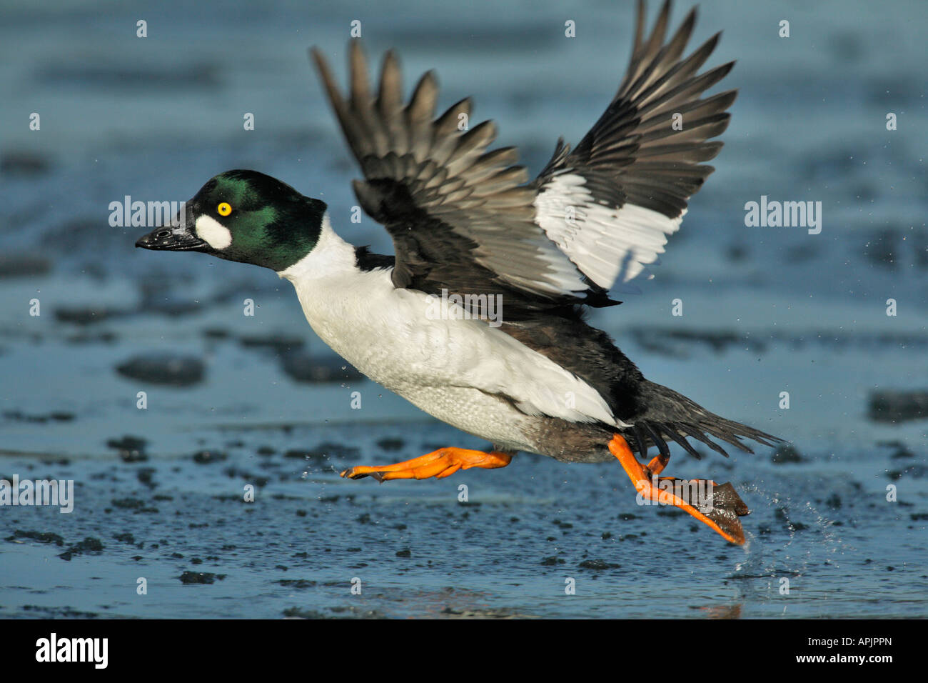 Canard garrot drake sur décollage à partir de la lagune couverte de glace Victoria British Columbia Canada Banque D'Images
