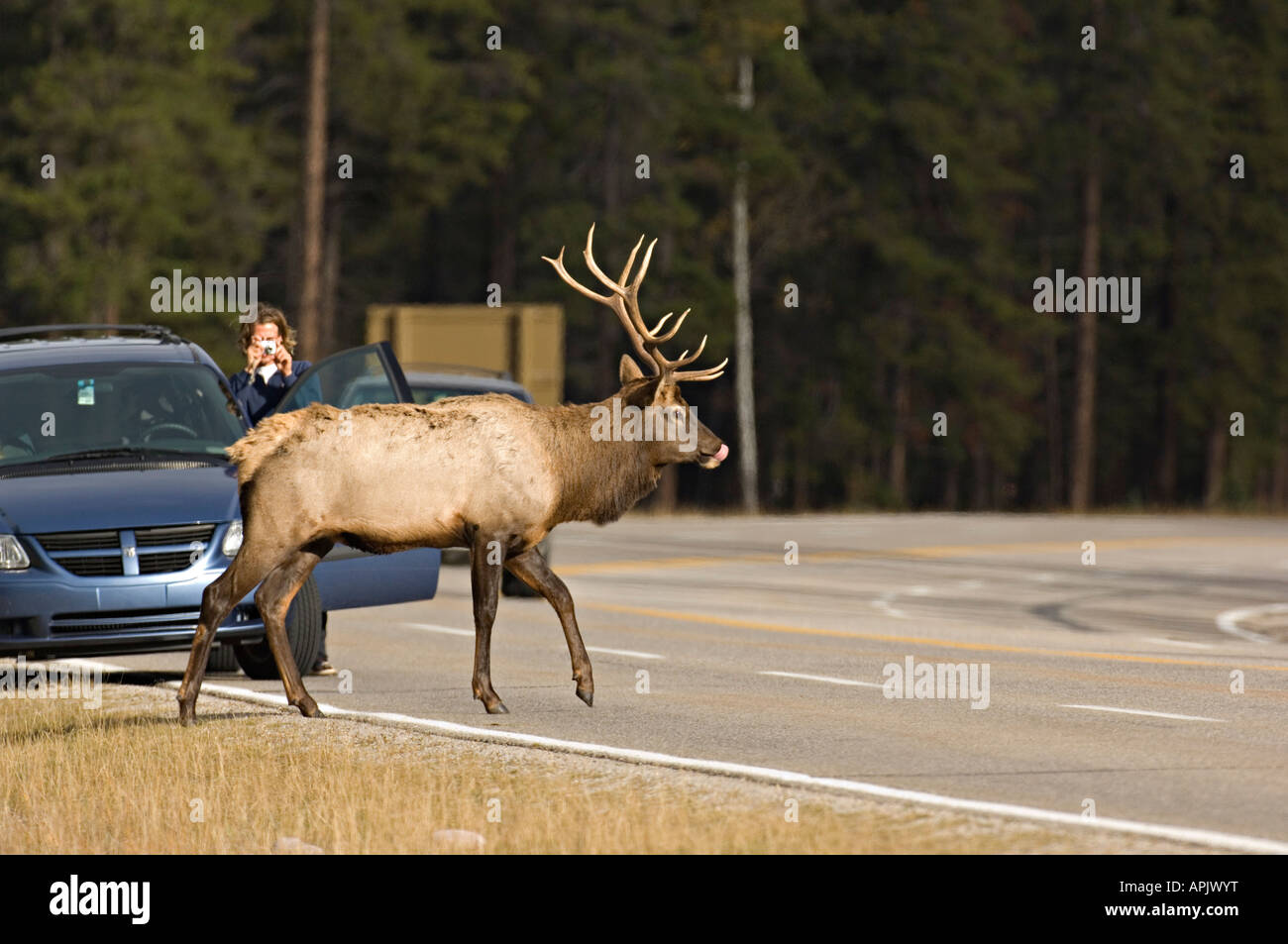 Un passage par les wapitis l'autoroute dans le parc national Jasper. Banque D'Images
