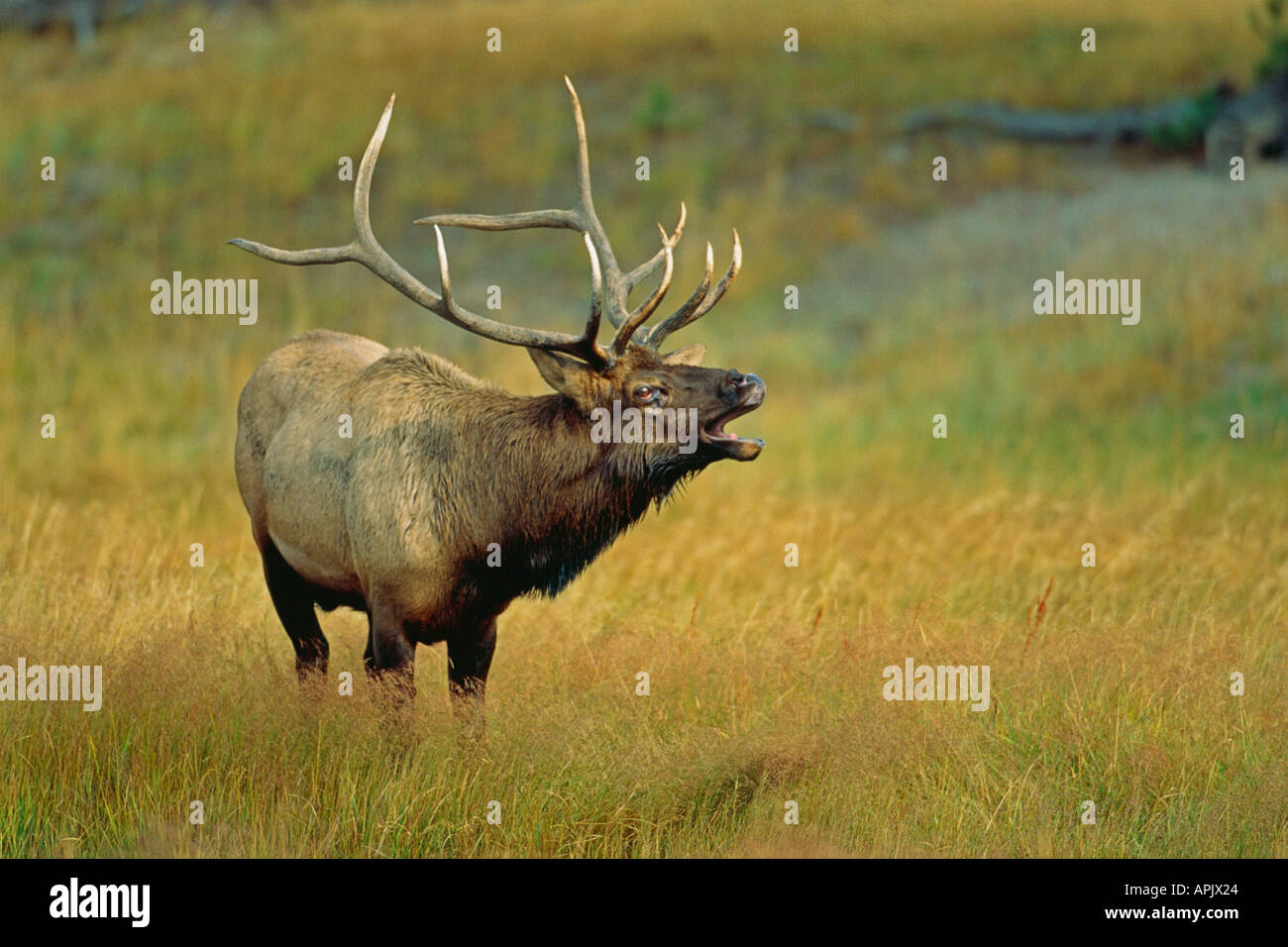 Bull Elk beuglant dans pré alpin au cours de l'automne saison du rut. Banque D'Images