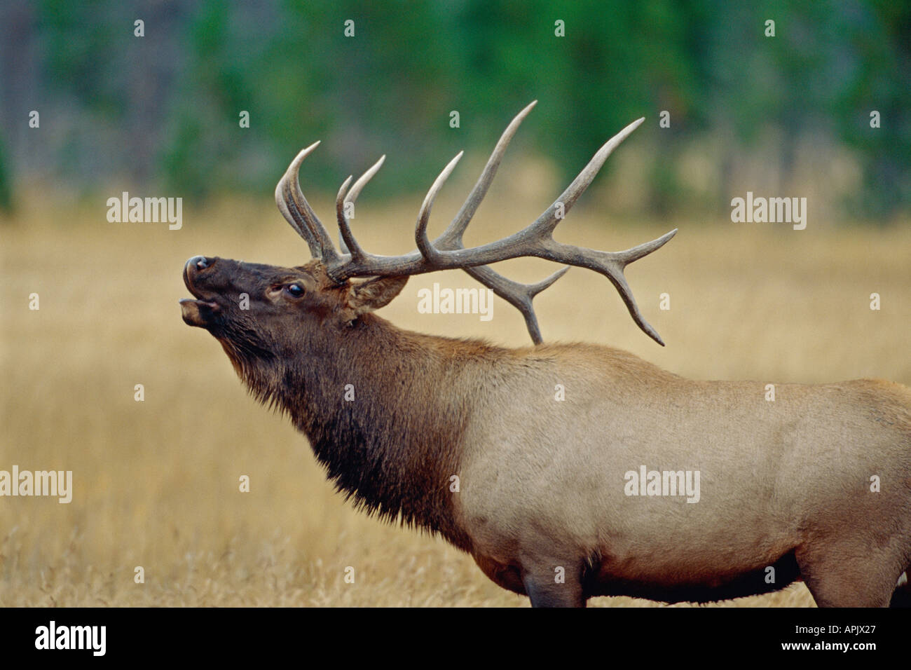 Closeup portrait of bull elk beuglant dans pré alpin au cours de l'automne saison du rut. Banque D'Images