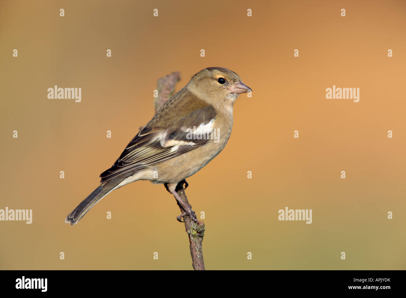 Chaffinch Fringilla coelebs femelle perchée sur d'alerte de la direction générale à Bedfordshire Potton Banque D'Images