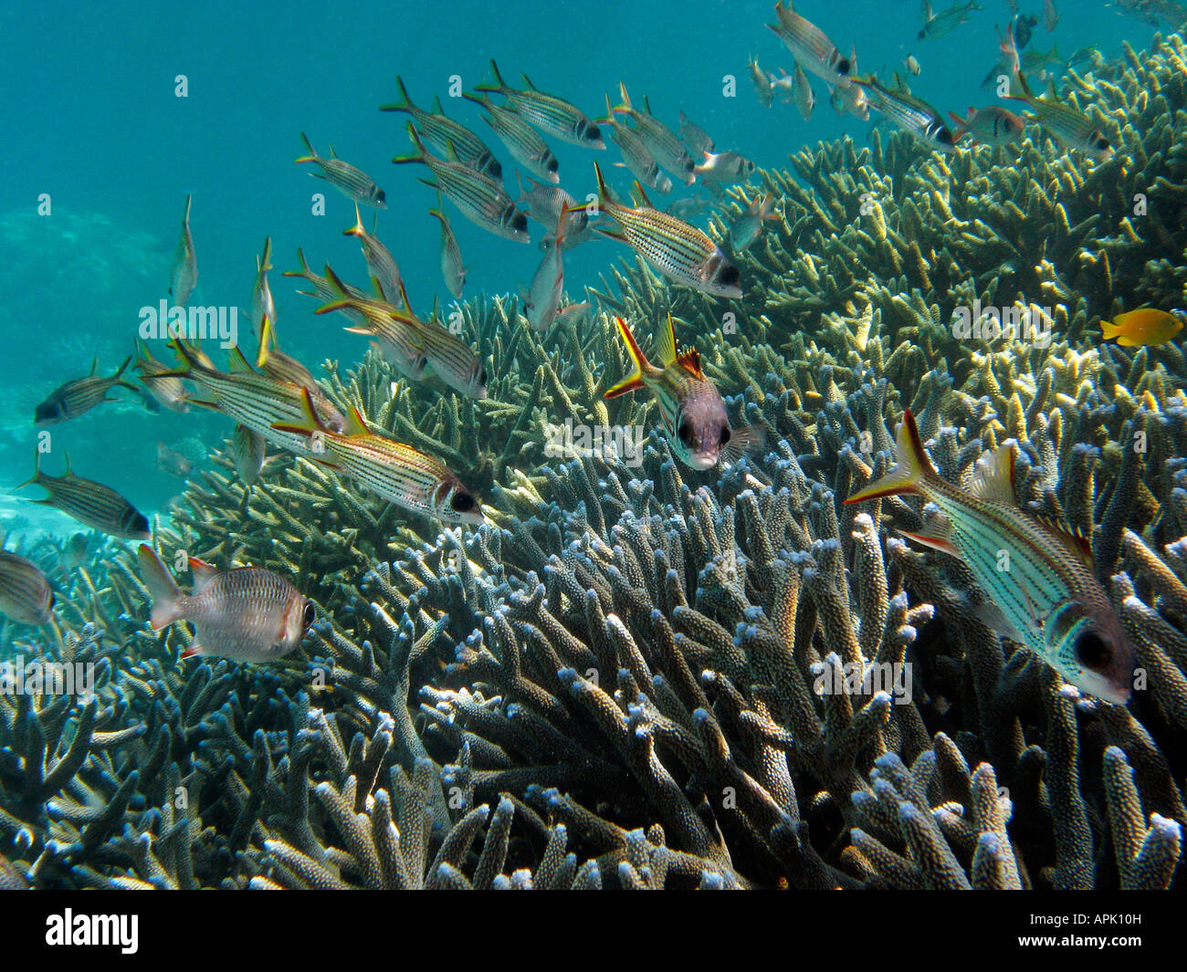 L'École de méné bleu Marignans Neoniphon sammara et Staghorn Coral Reef Agincourt Grande Barrière de corail du nord du Queensland en Australie Banque D'Images