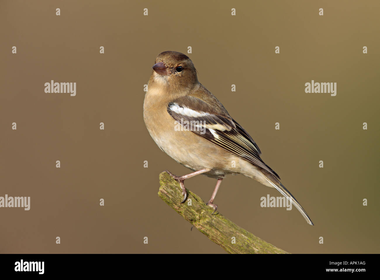 Chaffinch Fringilla coelebs femelle perchée sur d'alerte de la direction générale à Bedfordshire Potton Banque D'Images