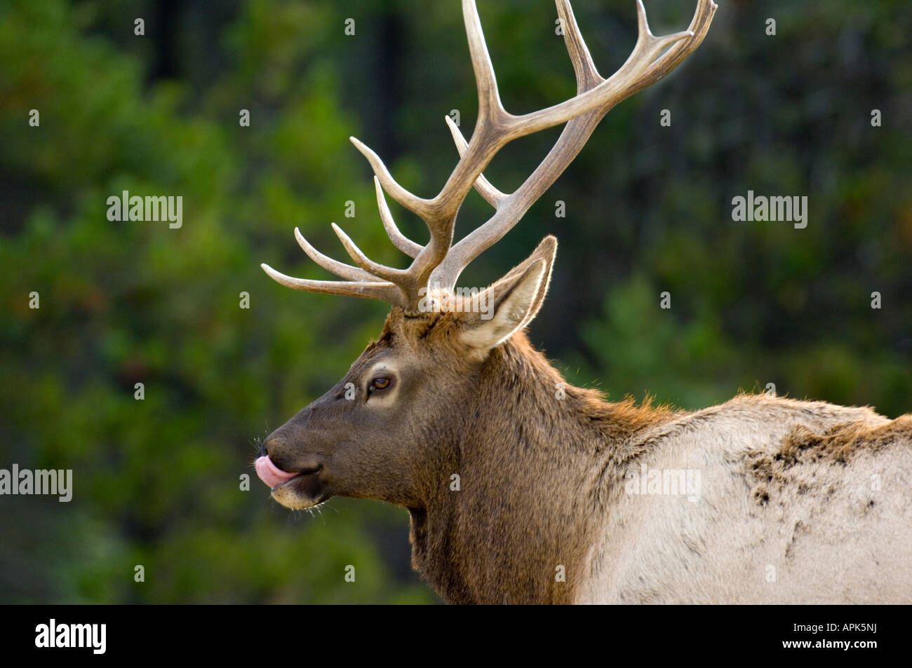 Une mise au point sélective close up of a bull elk léchant son nez Banque D'Images