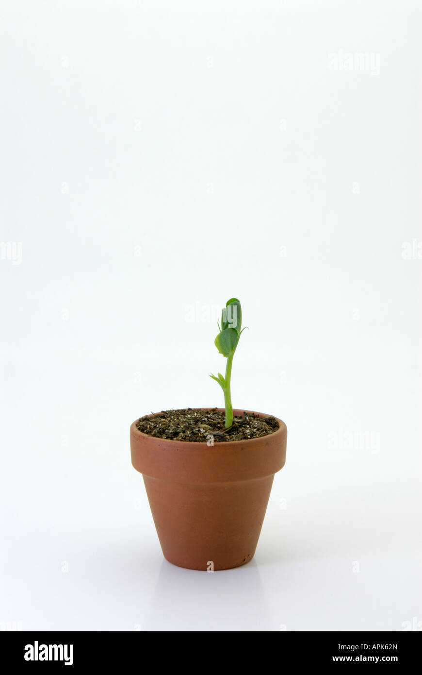 Pois Pisum sativum germination dans pot en argile Banque D'Images