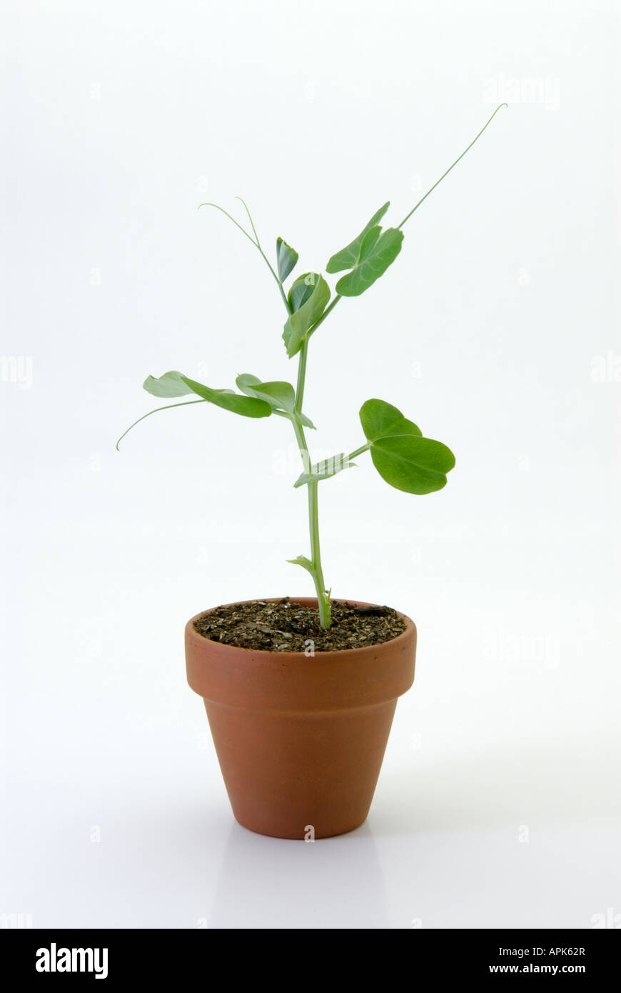 Pois Pisum sativum de plus en pot en argile Banque D'Images