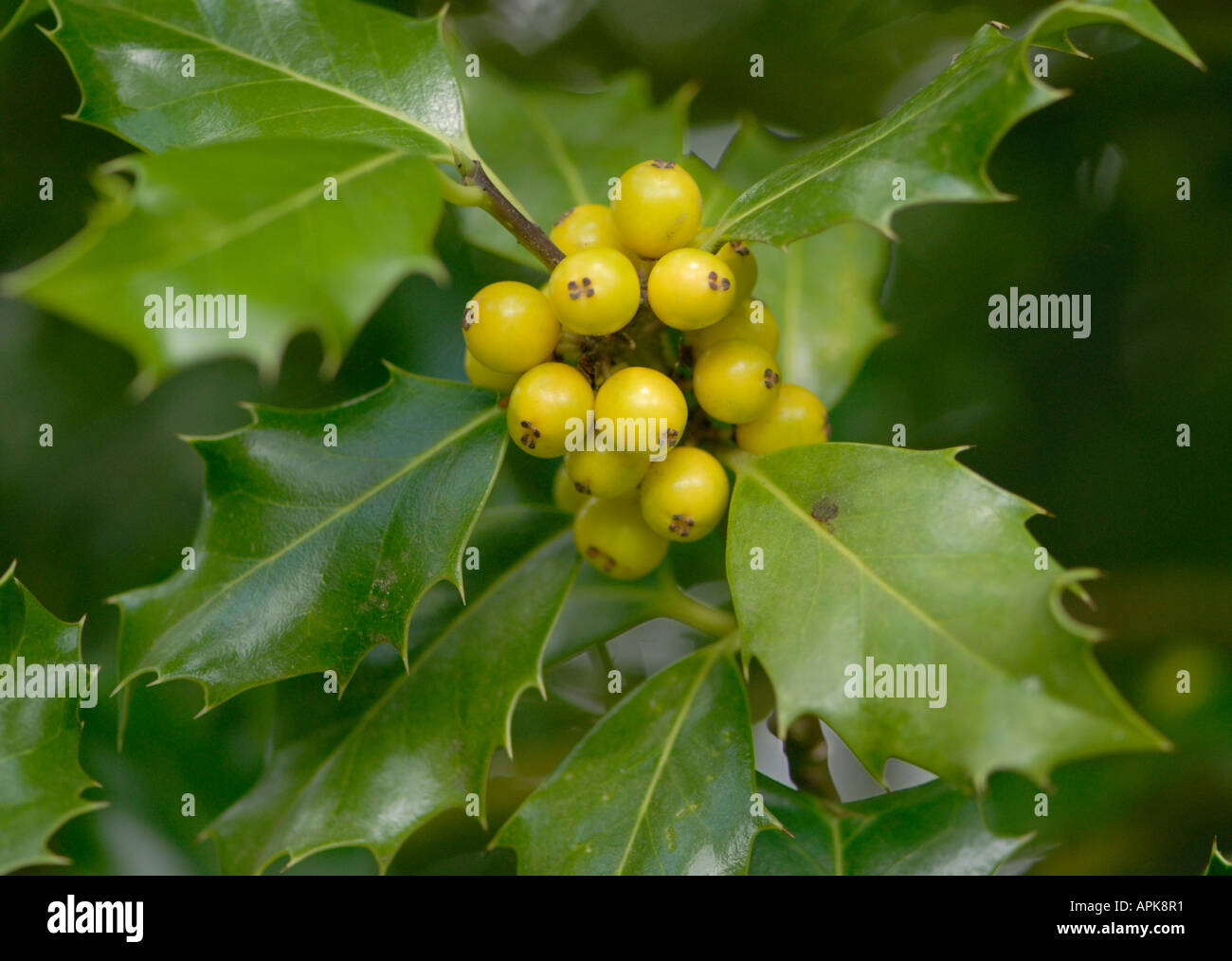 Les baies non mûres de Holly Ilex aquifolium Banque D'Images