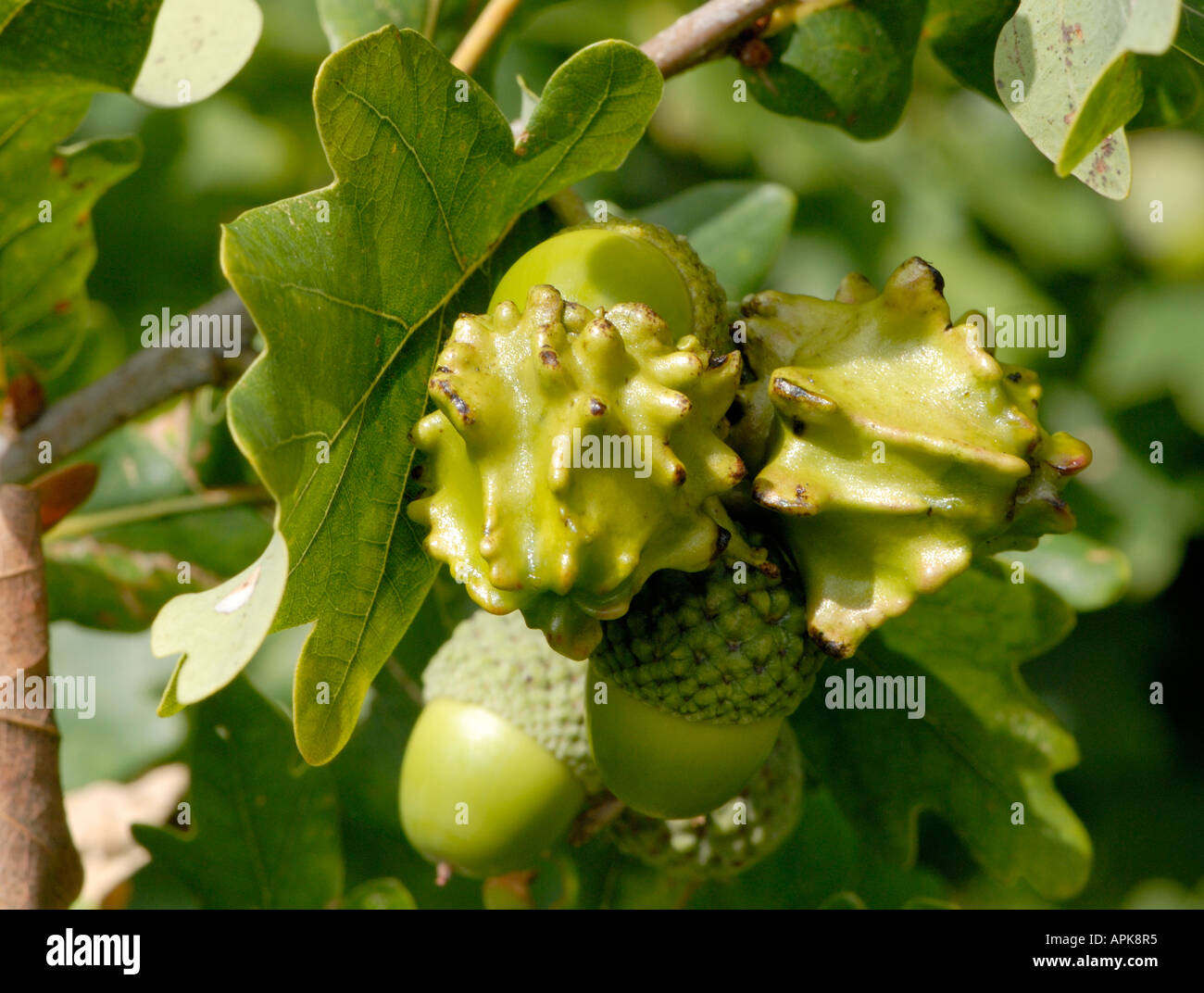 Knopper des galles sur le fruit de l'acorn ou pédonculé Quercus robur chêne commun Banque D'Images