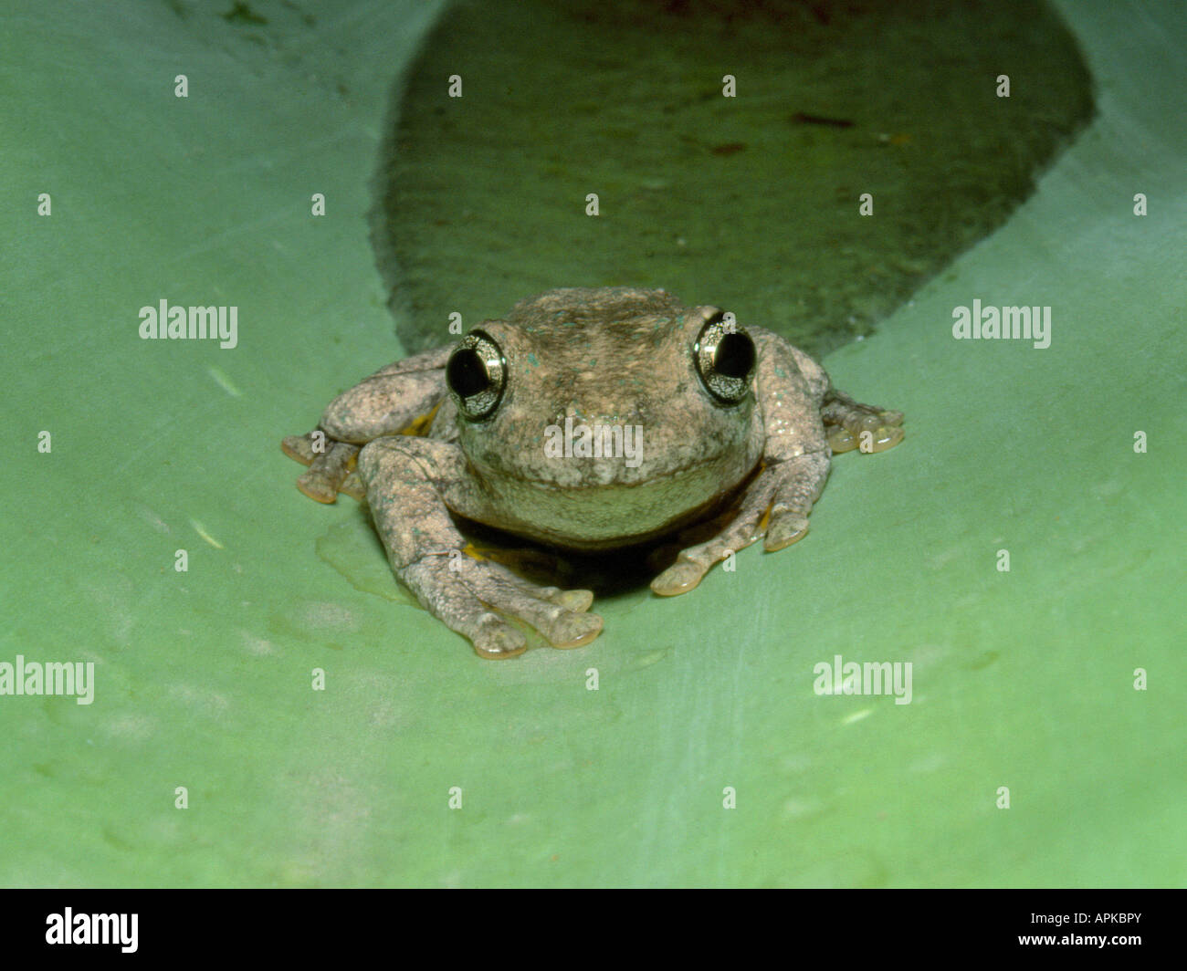 Peron's tree frog, Litoria peronii, à Windsor, NSW, Australie Banque D'Images