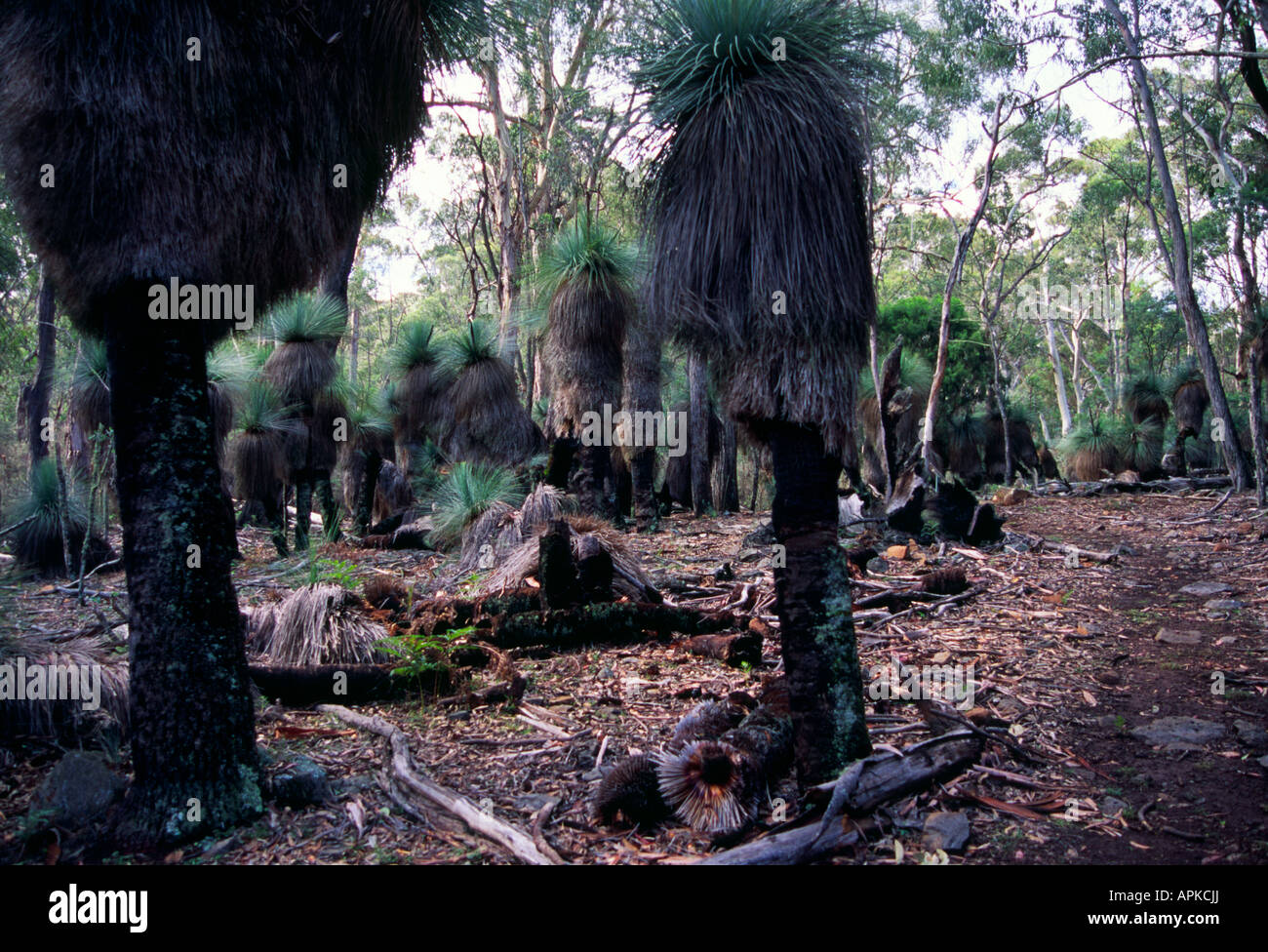 Preiseii Xanthorrhoea arbre herbe indigène australienne Banque D'Images