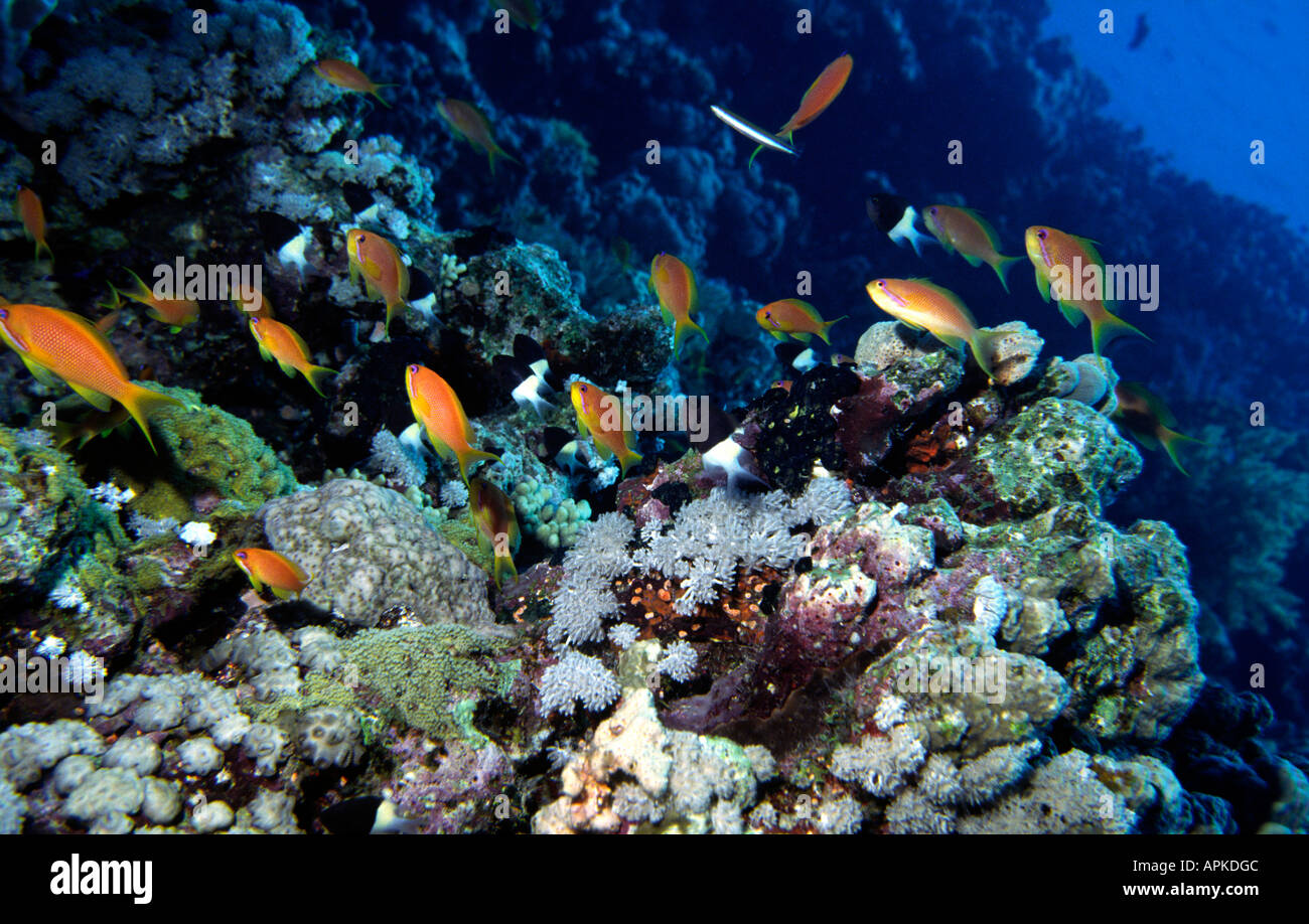 Egypte Mer Rouge Poisson Rouge commun Anthias Squampinnis dans jardin de corail Banque D'Images