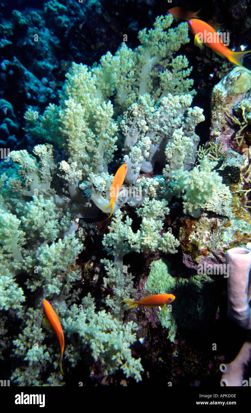 Egypte Mer Rouge Poisson Rouge commun Anthias de corail mou Squampinnis Banque D'Images