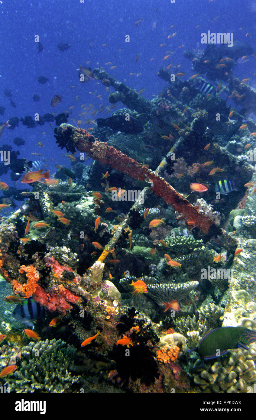 Maldives Underwater coraux et poissons colonisant épave à Hinavaru Banque D'Images