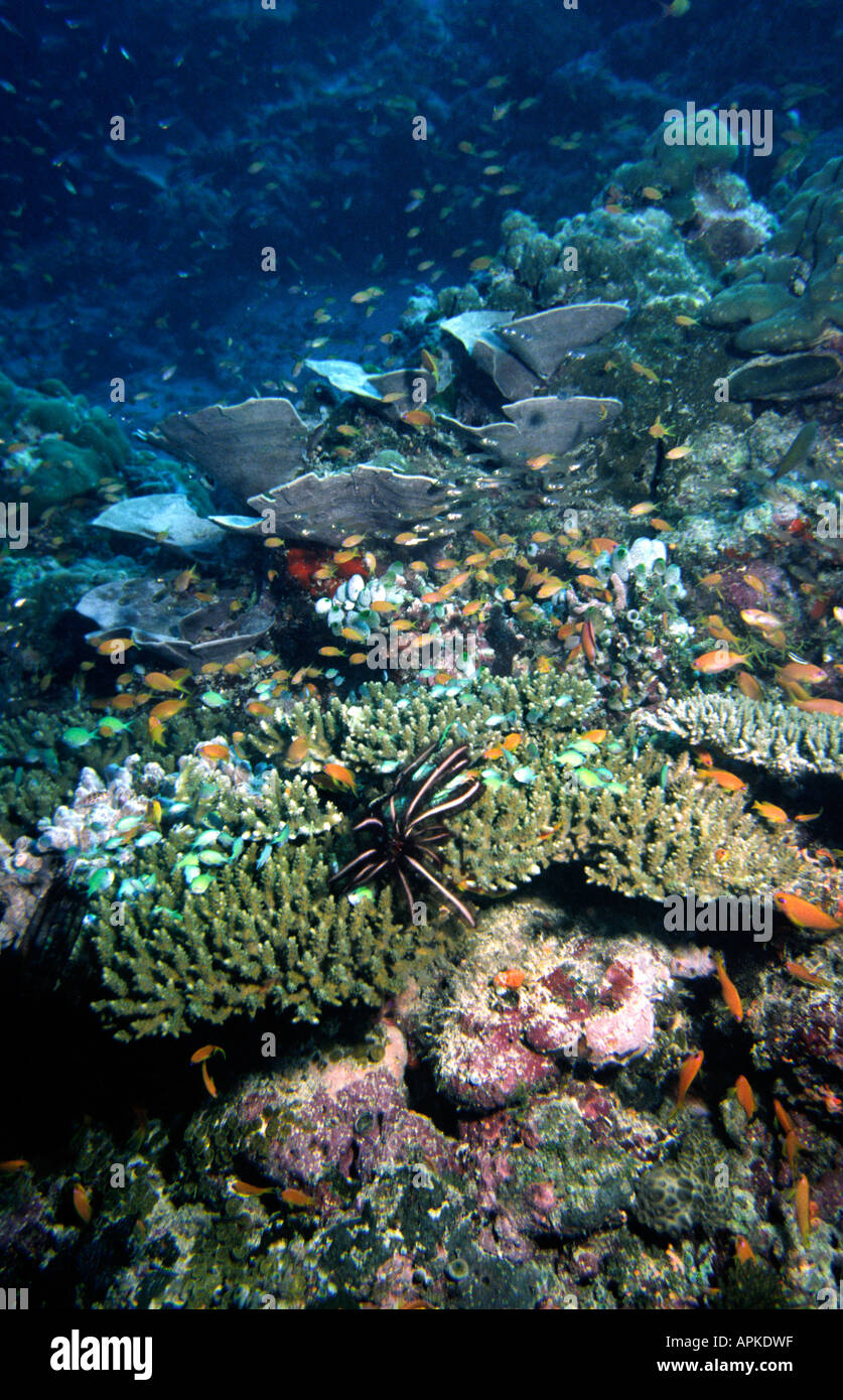 Sous-marin aux Maldives poissons variés sur les récifs coralliens à 5 mètres de profondeur Banque D'Images
