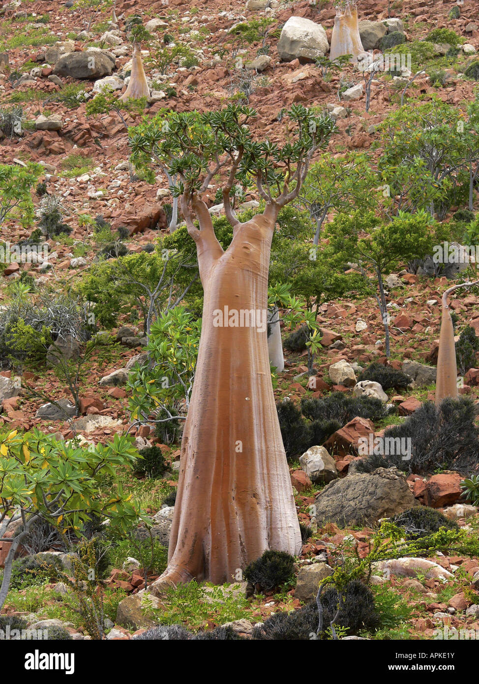 Rose du désert (Adenium obesum ssp. socotranum), de nombreuses plantes dans leur habitat naturel, le Yémen, l'île de Socotra Banque D'Images