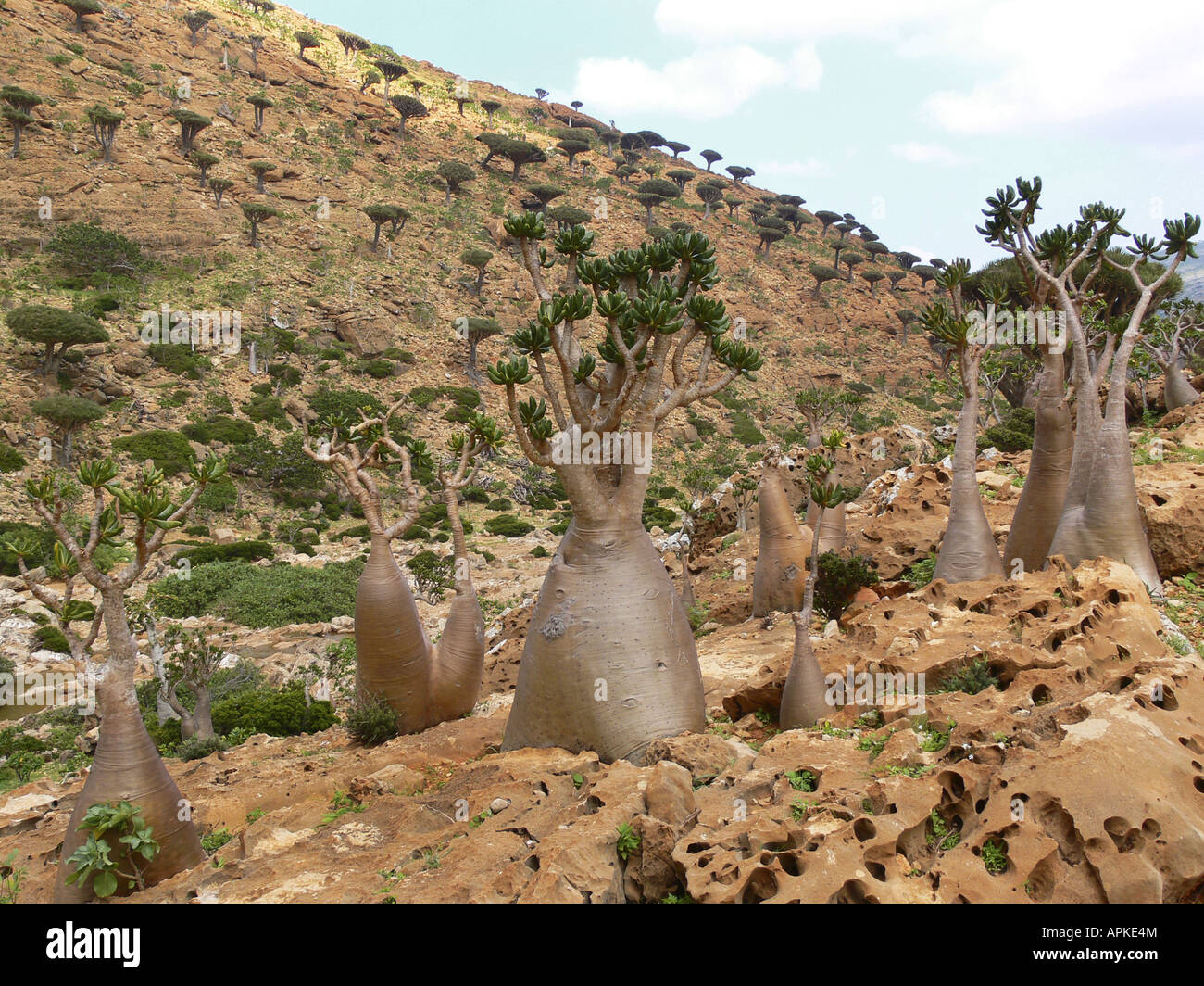 Rose du désert (Adenium obesum ssp. socotranum), de nombreuses plantes
