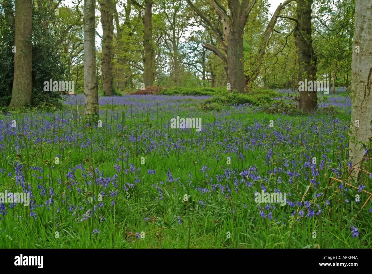 Bluebells dans l'Université d'Oxford l'Arboretum d'Harcourt de Nuneham Courtenay Banque D'Images