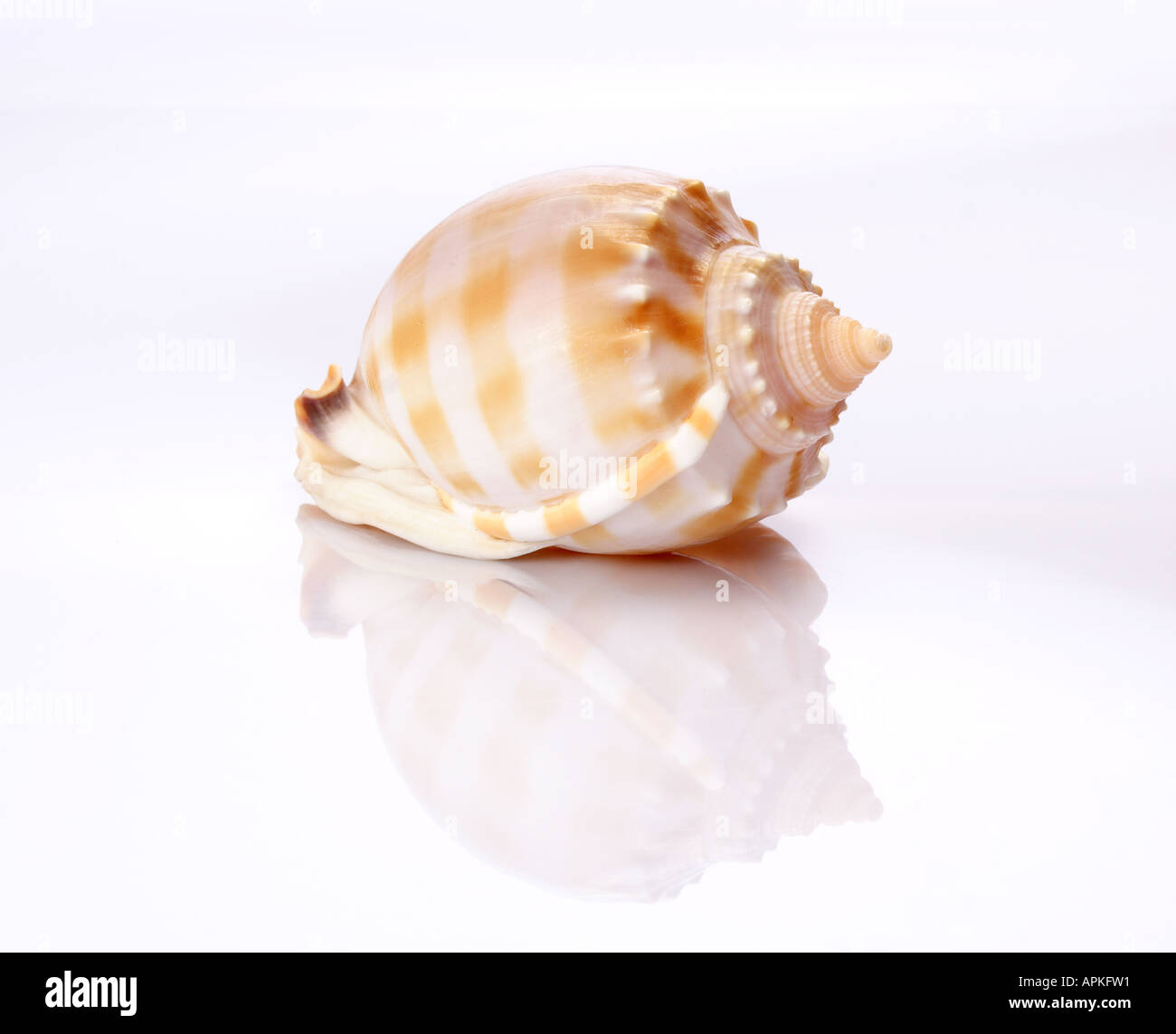 Contre Shell fond blanc avec reflet inversé Banque D'Images