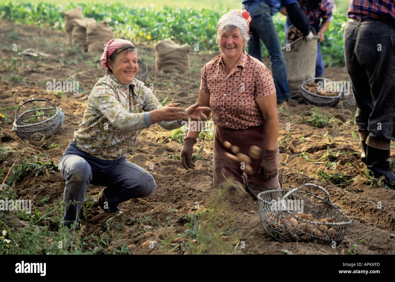 La Lituanie ferme de pommes de terre pommes fermier femmes hommes Banque D'Images