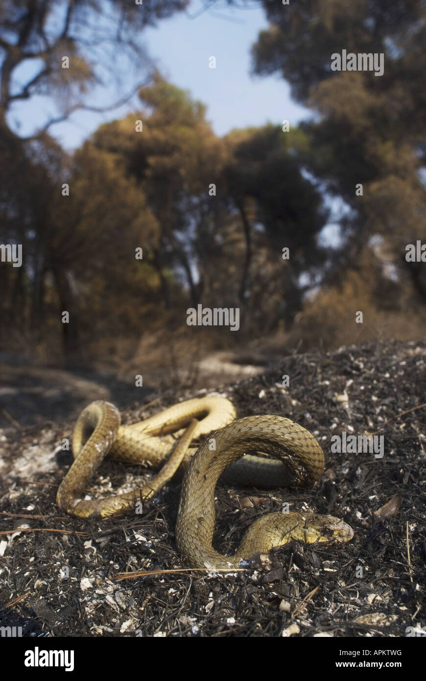La couleuvre de Montpellier Malpolon monspessulanus insignitus (), les incendies de forêts en Grèce à l'été 2007, victime de l'incendie sur l'Pelop Banque D'Images