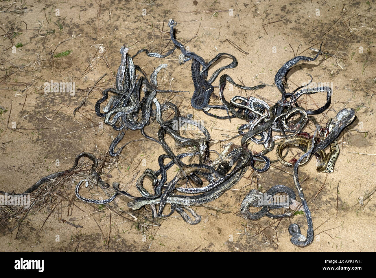 Roadkills - serpents, Grèce, Péloponnèse, Patras Banque D'Images