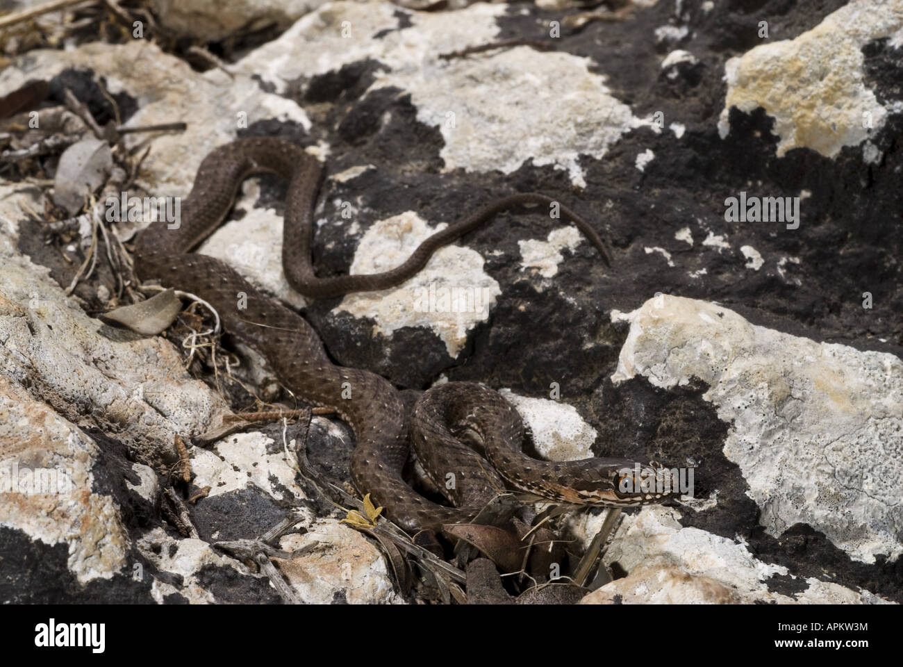 La couleuvre de Montpellier Malpolon monspessulanus insignitus (), juvénile, Grèce, Péloponnèse, Messinien, Pylos Banque D'Images